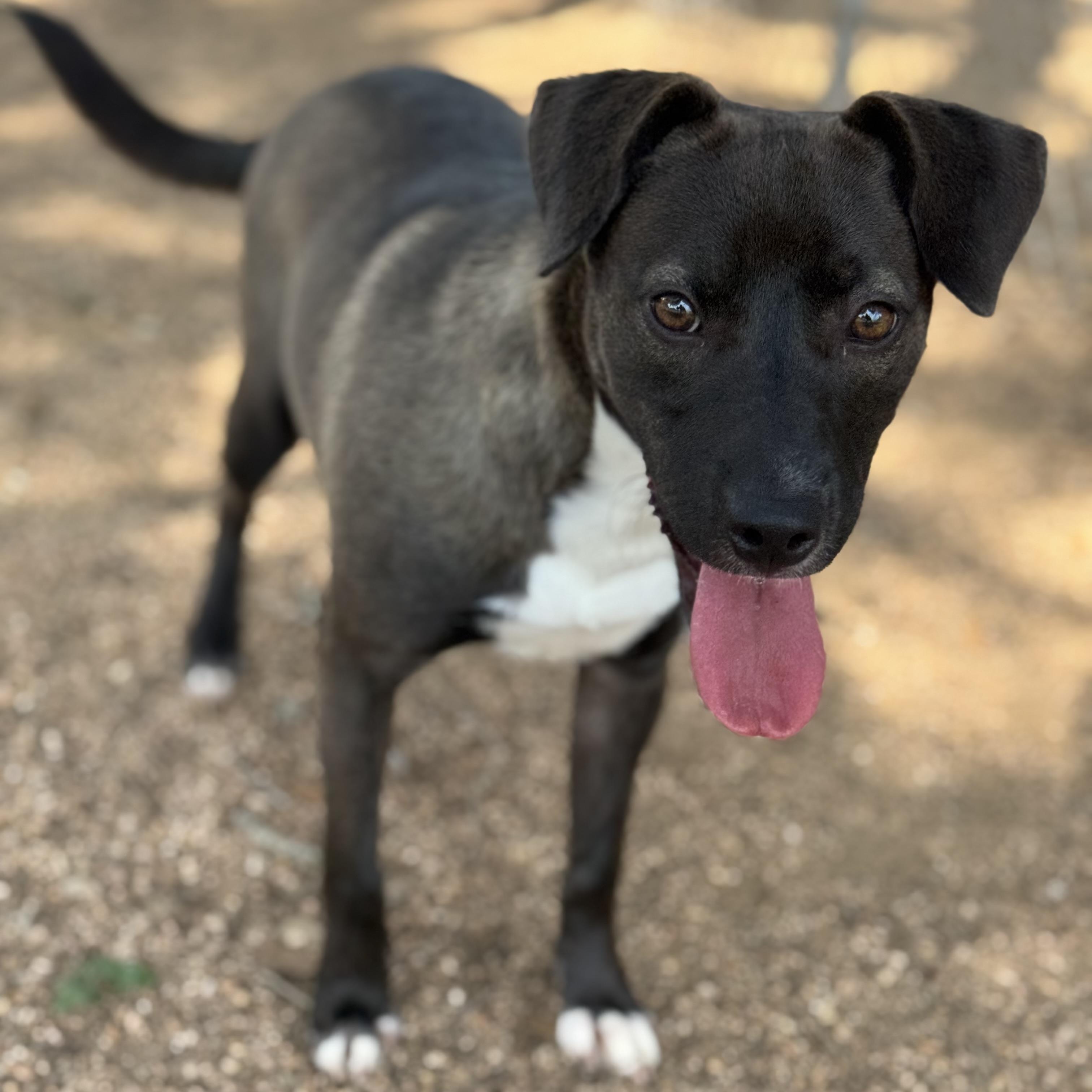 Mia, an adoptable Labrador Retriever in Calumet, MI, 49913 | Photo Image 6