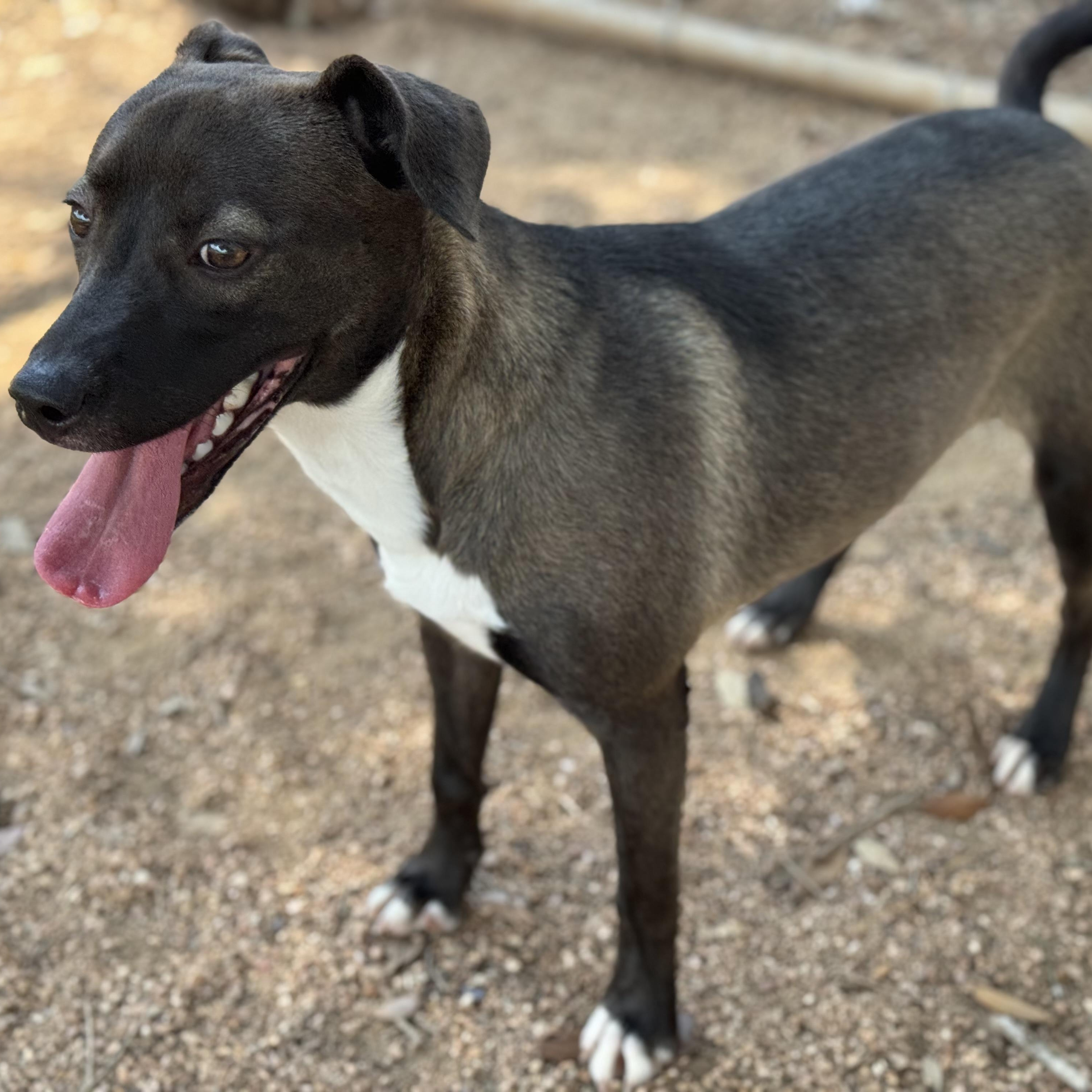 Mia, an adoptable Labrador Retriever in Calumet, MI, 49913 | Photo Image 4