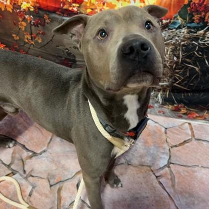 Enlarge Major, a Adoptable mixed breed in Bryan, TX image 1/1