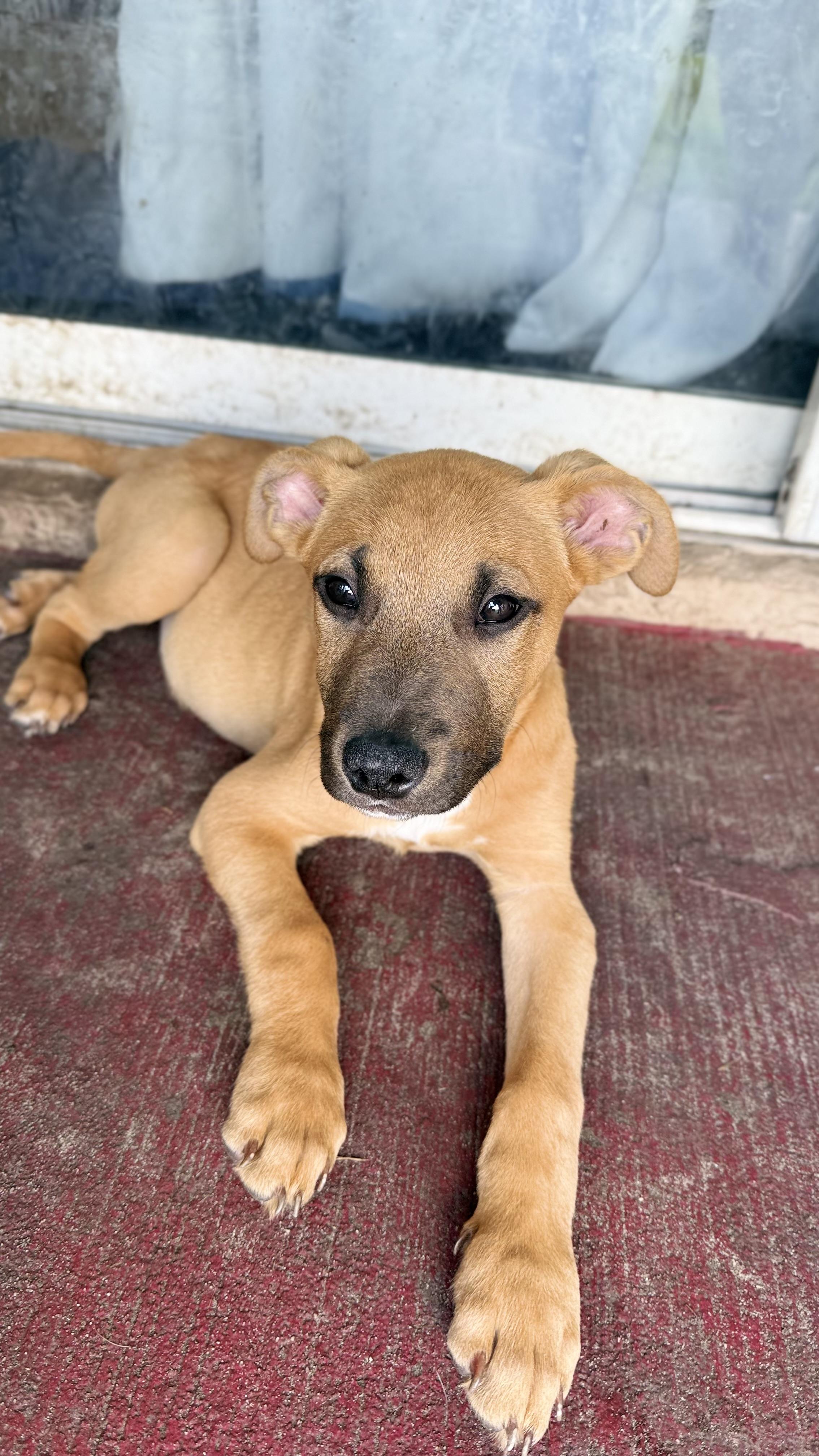 Enlarge Jinu, a ADOPTABLE mixed breed in Port Saint Lucie, FL image 1/1