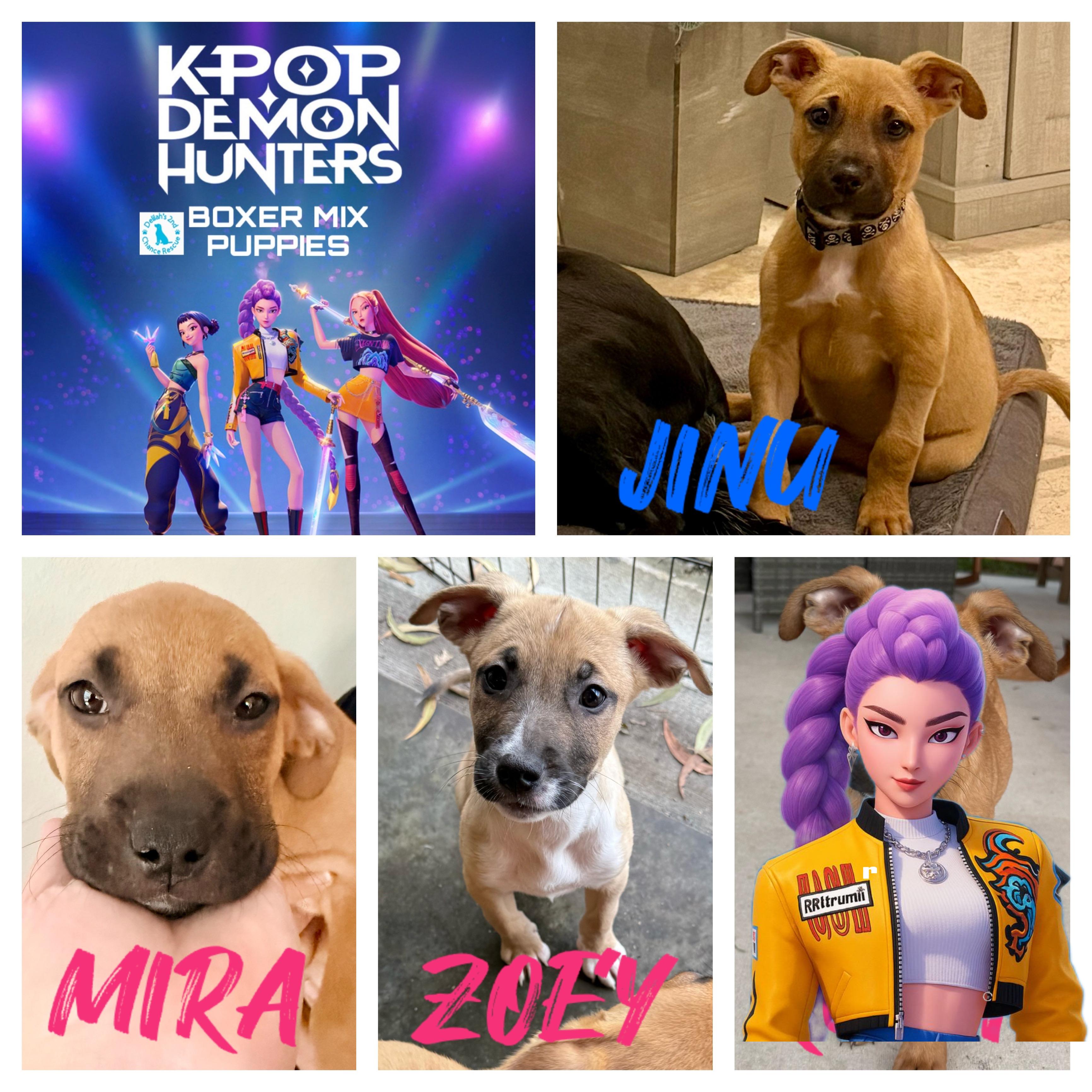 KPop Demon Hunters Pups, ADOPTABLE, Puppy Female Boxer.
