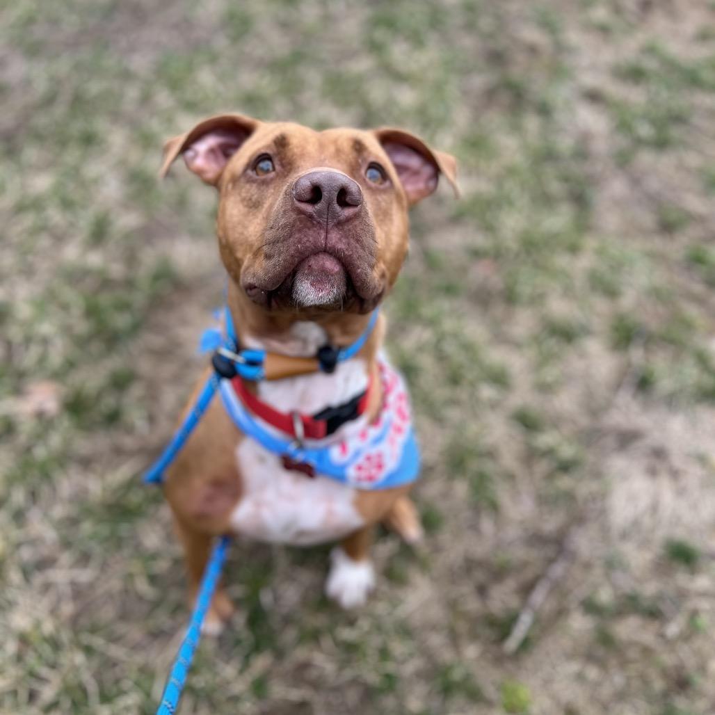 Suzie- I'm in a foster home! Call to meet with me!, a Adoptable mixed breed in Bristol, IN image 1/6