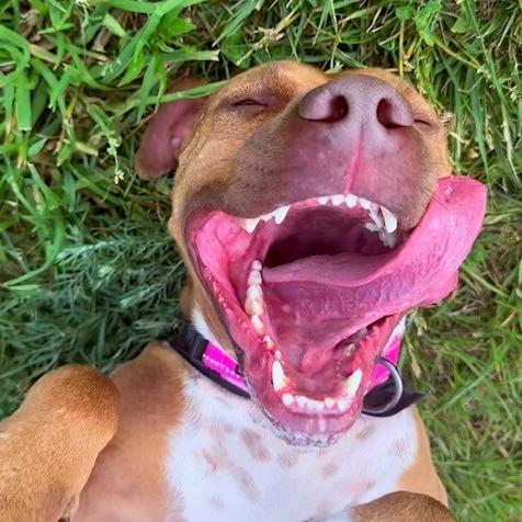 Suzie- I'm in a foster home! Call to meet with me!, a Adoptable mixed breed in Bristol, IN image 5/6