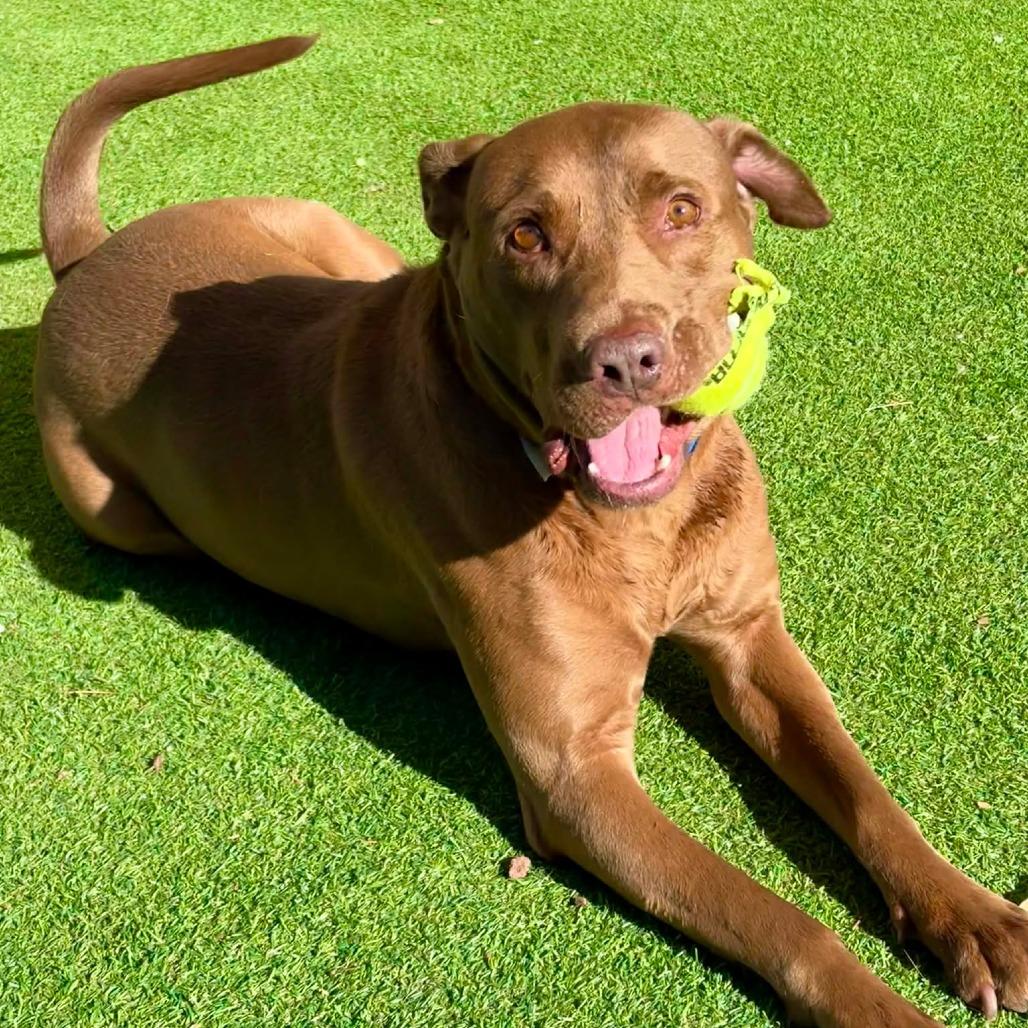 Enlarge Jackson - PAWS, a Adoptable Mixed Breed in Las Cruces, NM image 2/6