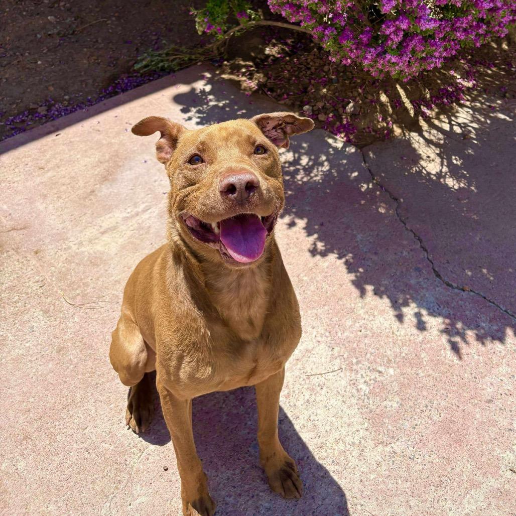 Enlarge Jackson - PAWS, a Adoptable Mixed Breed in Las Cruces, NM image 2/6