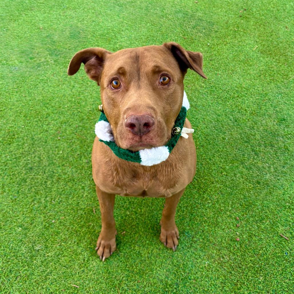 Enlarge Jackson - PAWS, a Adoptable Mixed Breed in Las Cruces, NM image 3/6