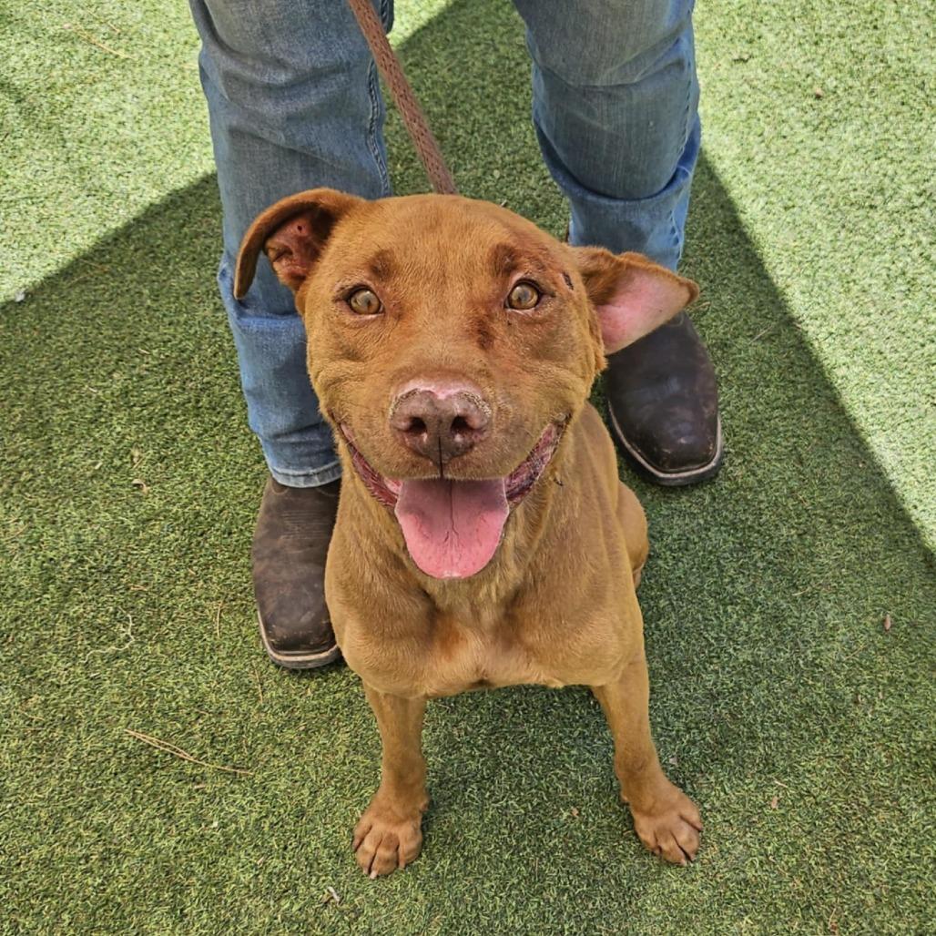 Enlarge Jackson - PAWS, a Adoptable Mixed Breed in Las Cruces, NM image 5/6