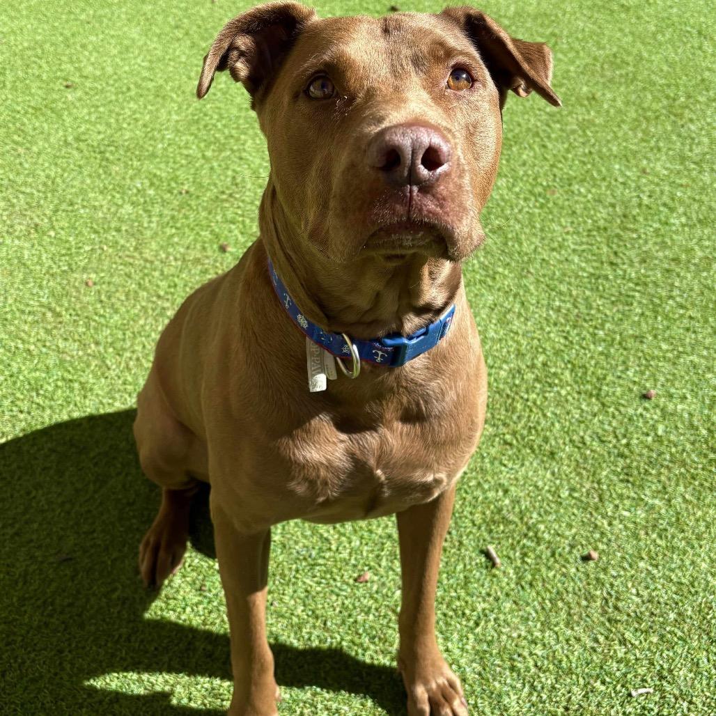 Enlarge Jackson - PAWS, a Adoptable Mixed Breed in Las Cruces, NM image 6/6