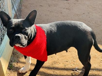 Sammie $ thumbnail 3