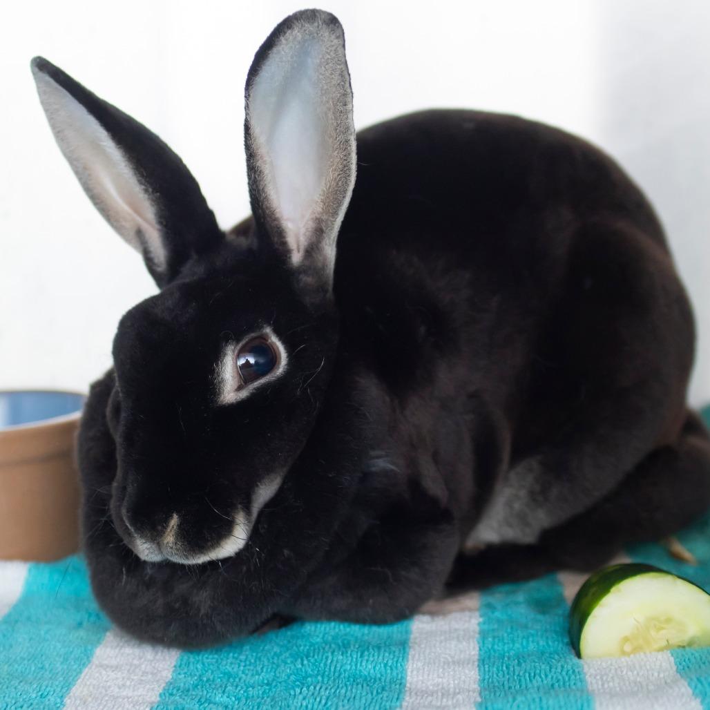 Teriyaki, Adoptable, Adult Female Rex.