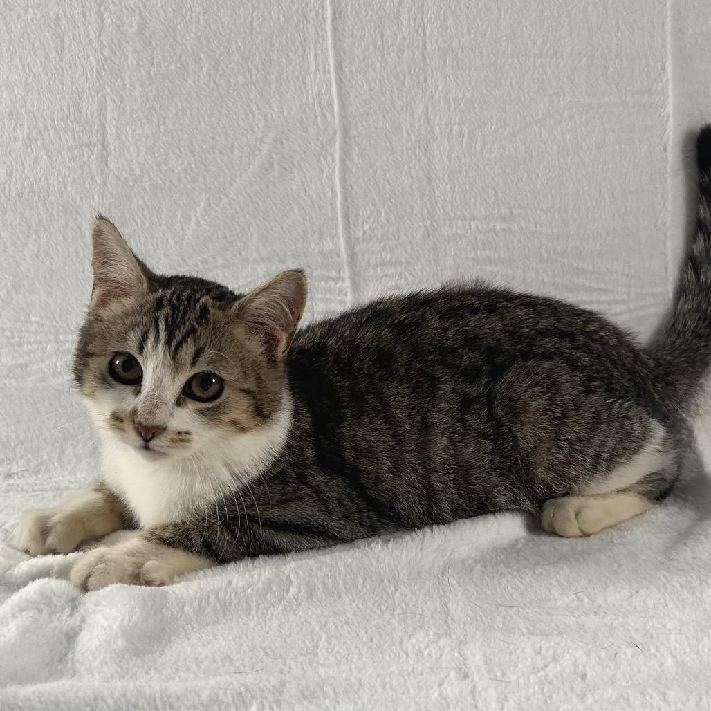 Ace, Adoptable, Kitten Male Domestic Short Hair.