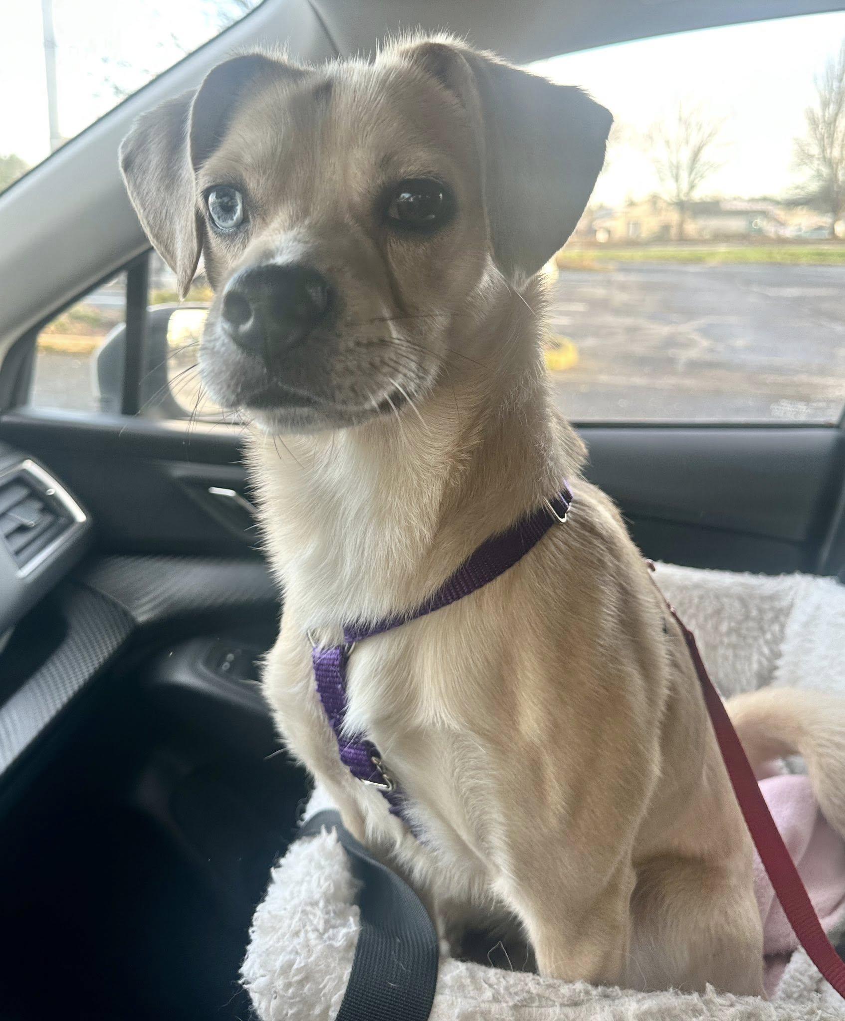 Gouda, a Adoptable mixed breed in Portland, OR image 2/6