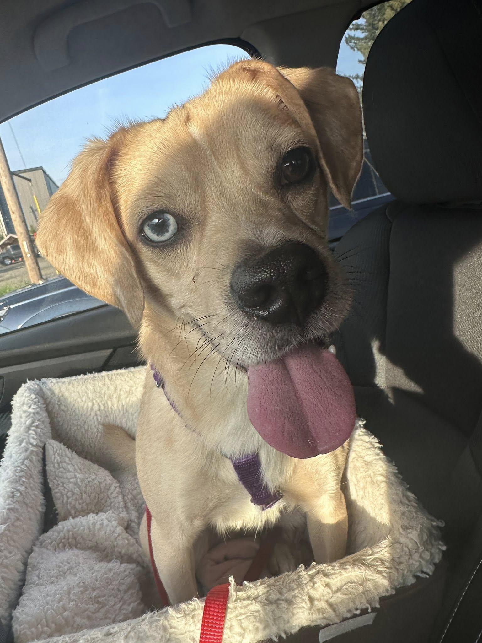 Gouda, a Adoptable mixed breed in Portland, OR image 3/6