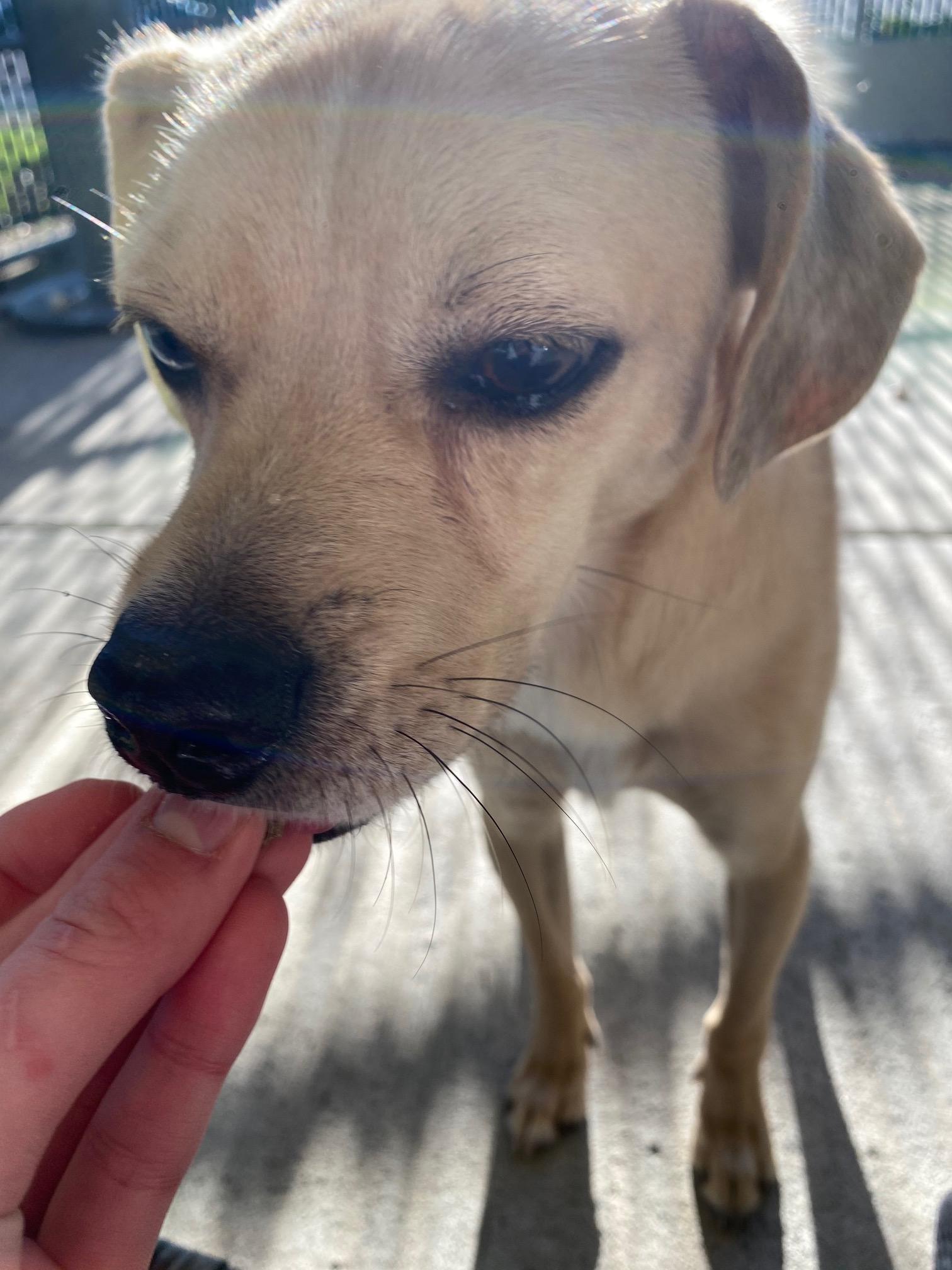 Gouda, a Adoptable mixed breed in Portland, OR image 4/6