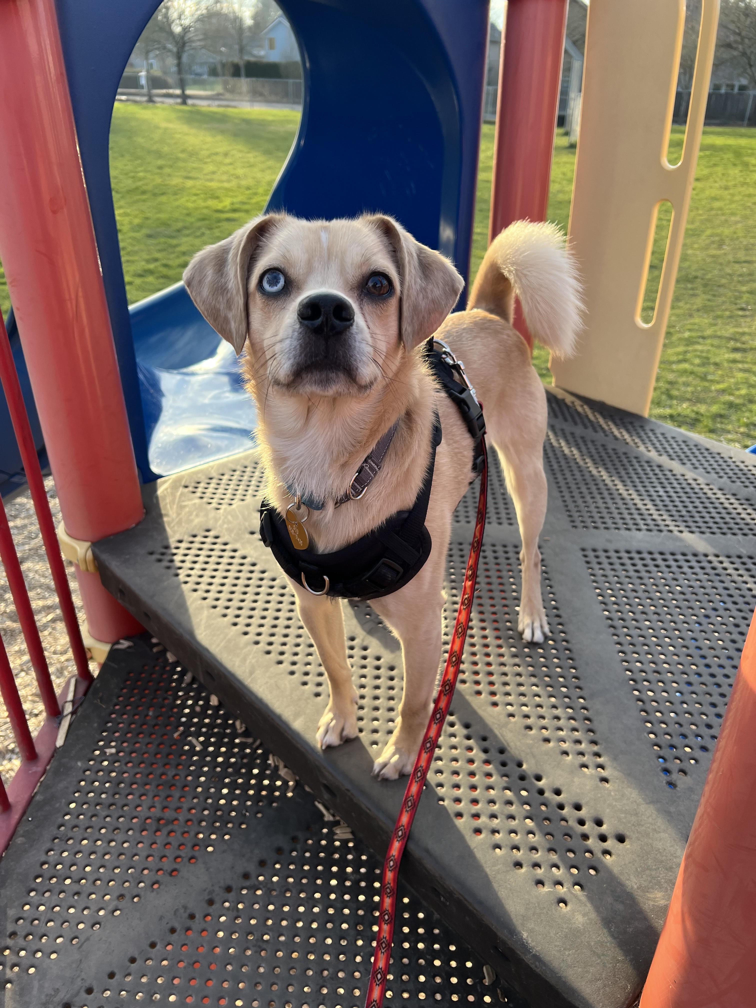 Gouda, a Adoptable mixed breed in Portland, OR image 5/6