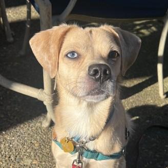 Gouda, a Adoptable mixed breed in Portland, OR image 6/6