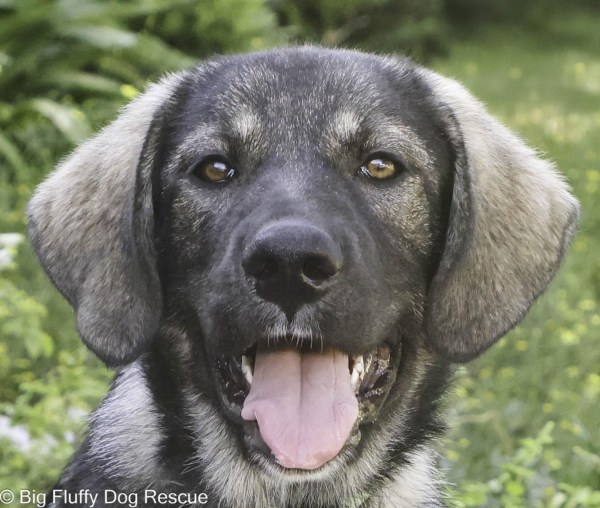 A V Dog And Cat Rescue Vilma: Lifesaving Stories & How to Help