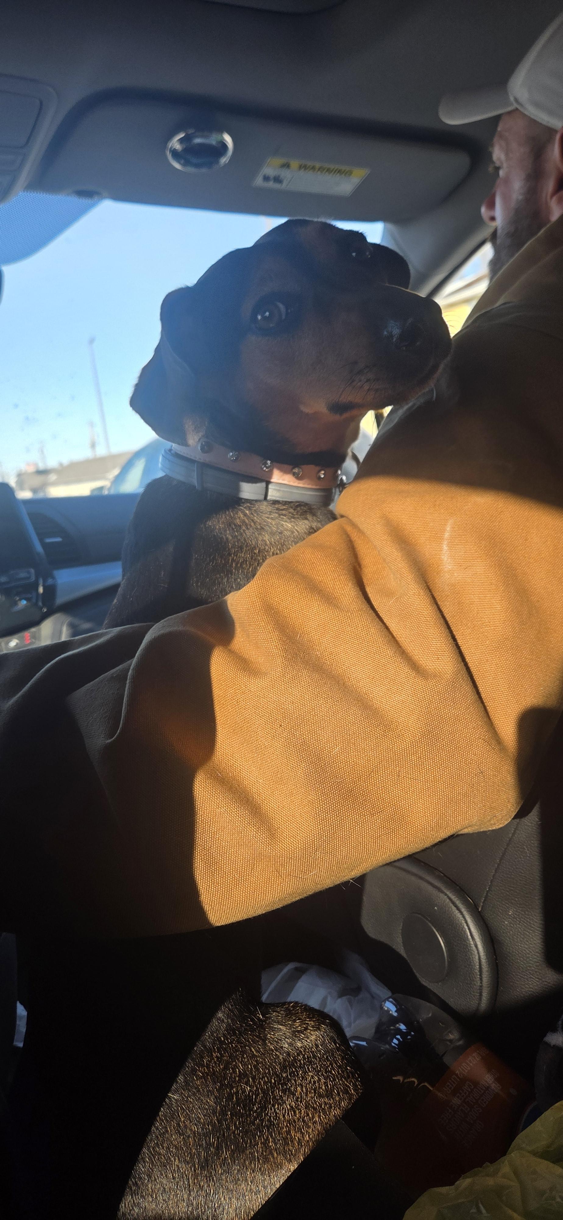 Enlarge Precious, an adopted mixed breed in Evansville, IN image 1/1