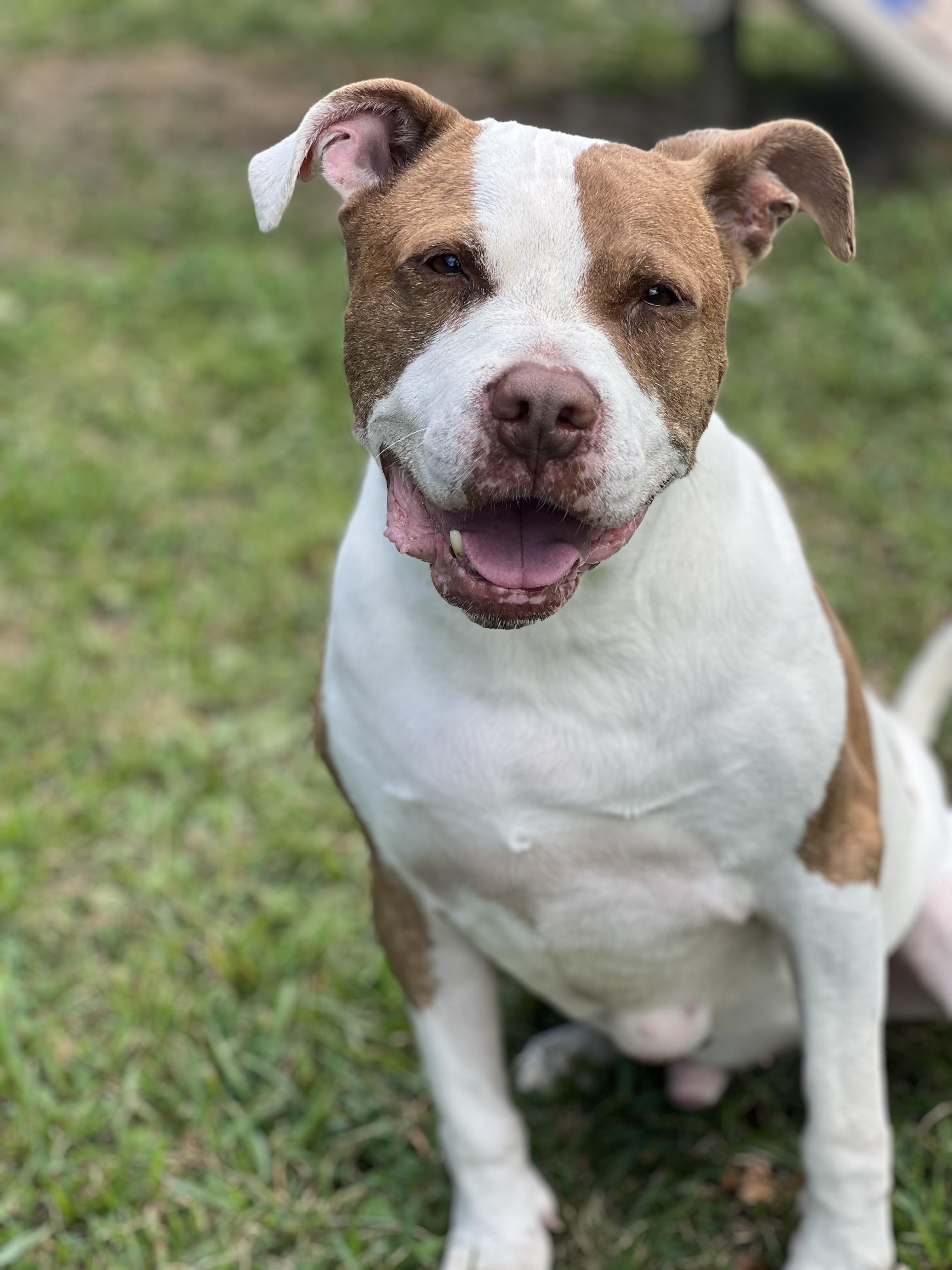 Enlarge Charlie, a Adoptable mixed breed in Yonkers, NY image 6/6