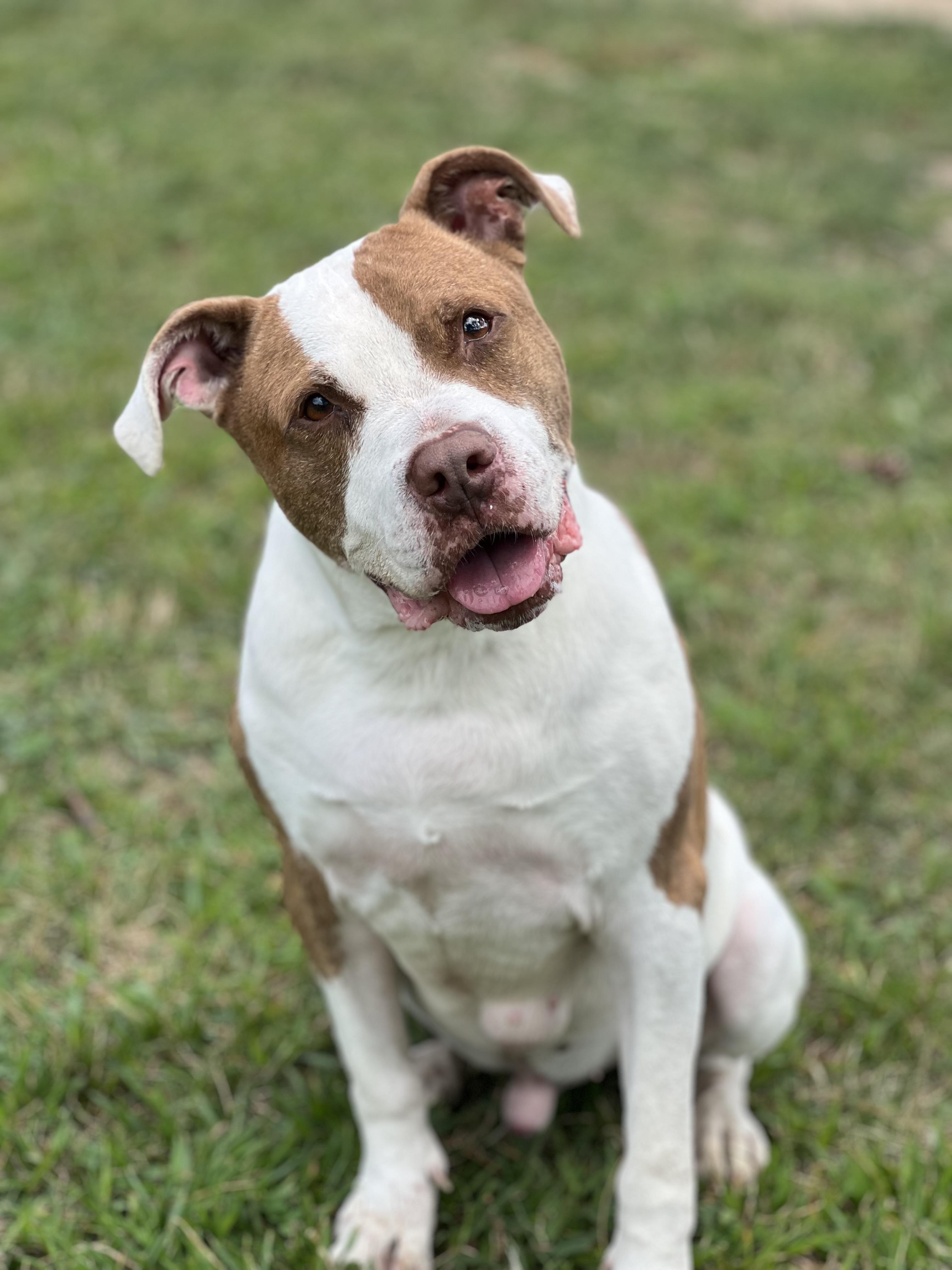 Charlie, Adoptable, Adult Male Pit Bull Terrier & Hound.