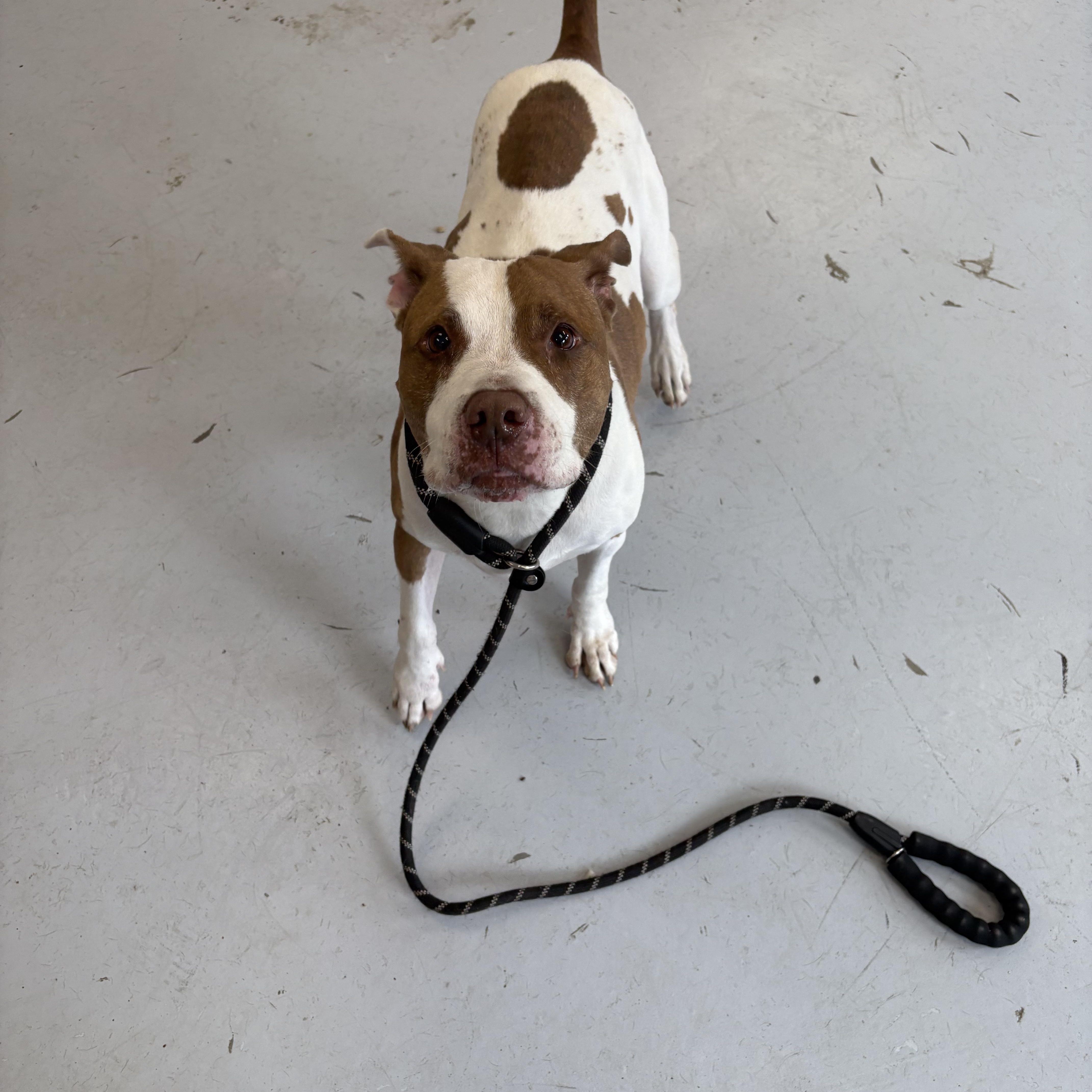 Enlarge Charlie, a Adoptable mixed breed in Yonkers, NY image 3/6