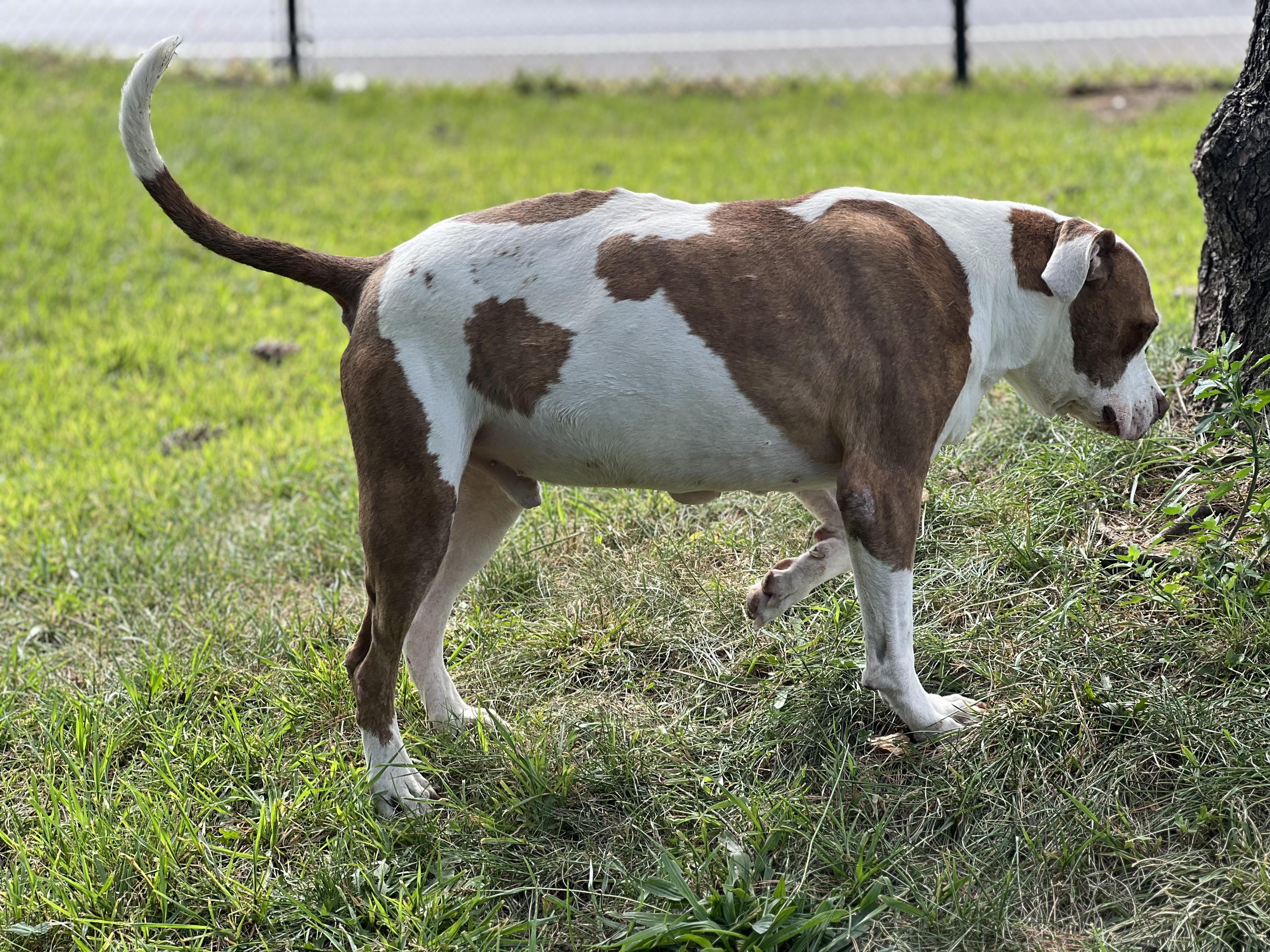 Enlarge Charlie, a Adoptable mixed breed in Yonkers, NY image 2/6