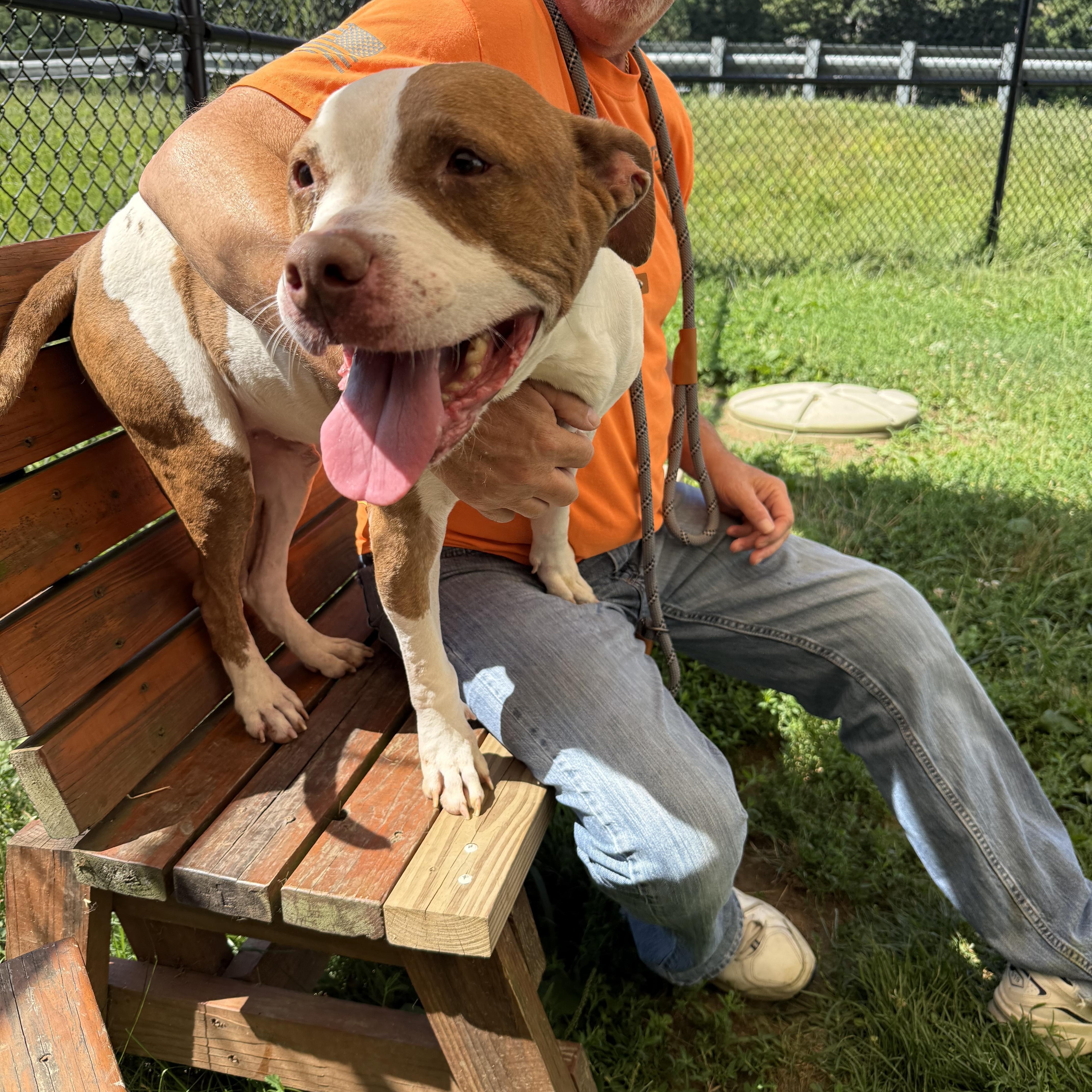 Enlarge Charlie, a Adoptable mixed breed in Yonkers, NY image 4/6