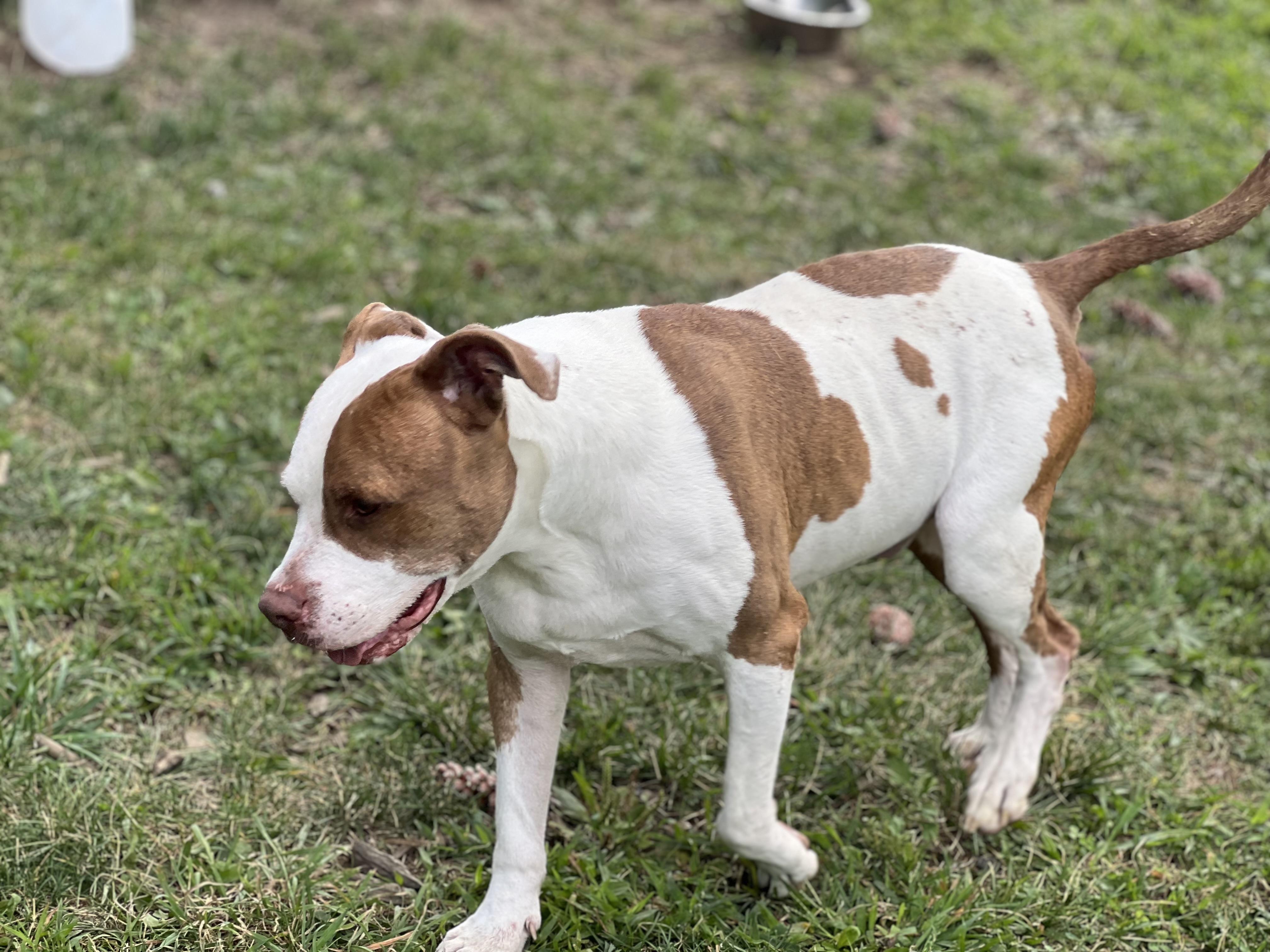 Enlarge Charlie, a Adoptable mixed breed in Yonkers, NY image 5/6