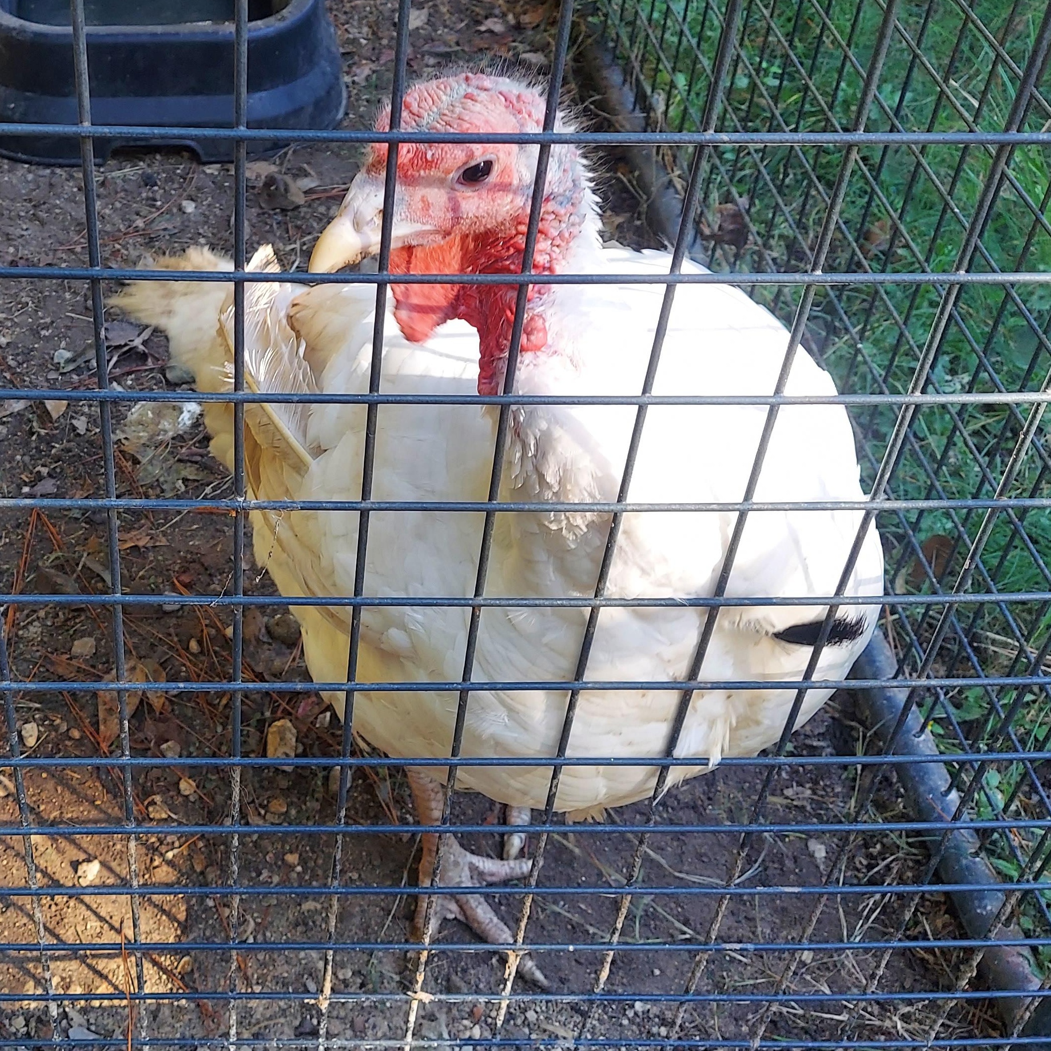 Enlarge Einstein, a Adoptable Turkey image 1/3