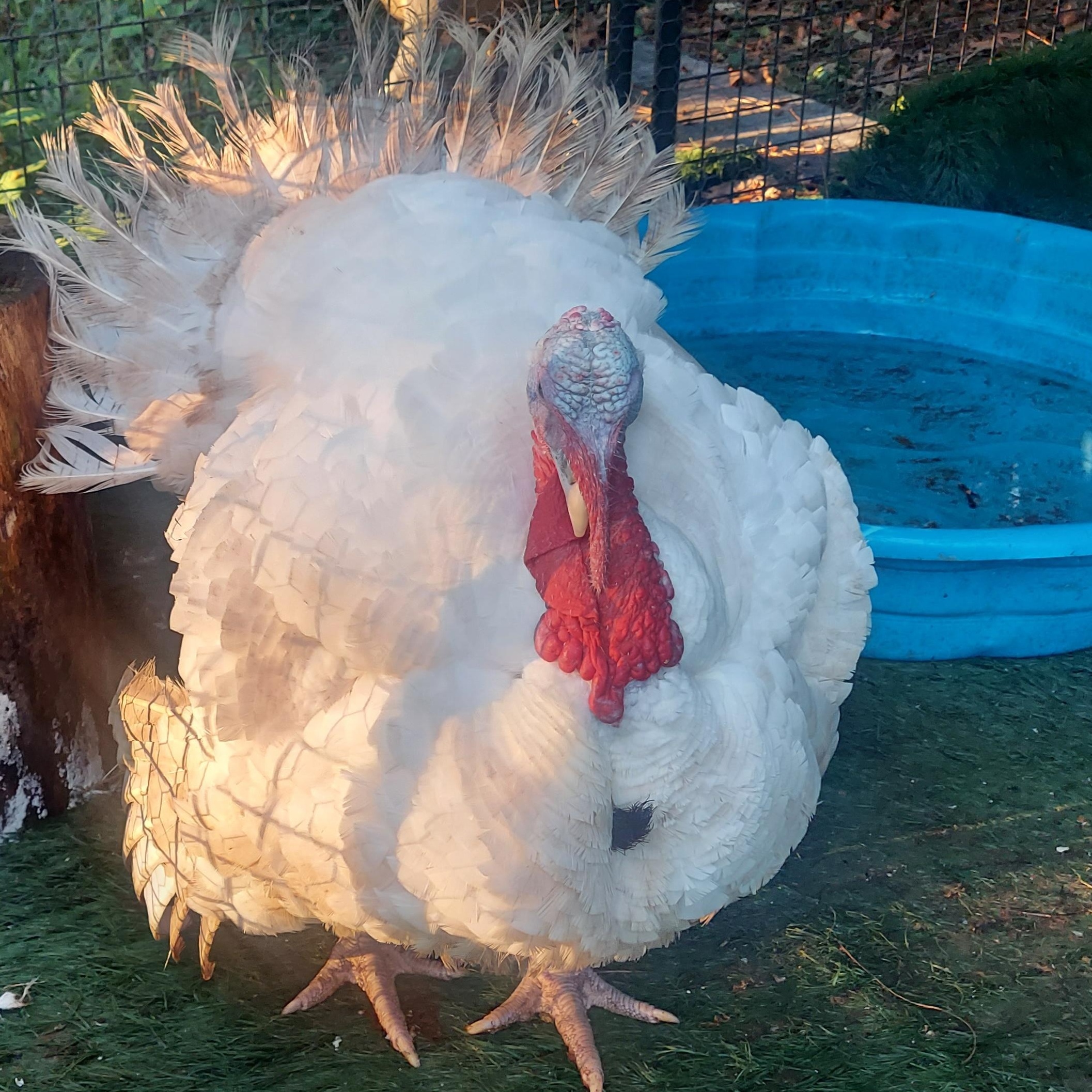 Enlarge Einstein, a Adoptable Turkey image 2/3