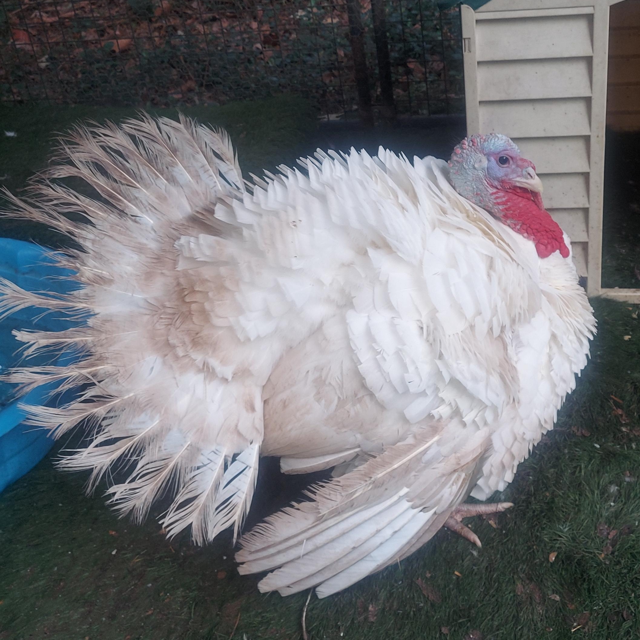 Enlarge Einstein, a Adoptable Turkey image 3/3