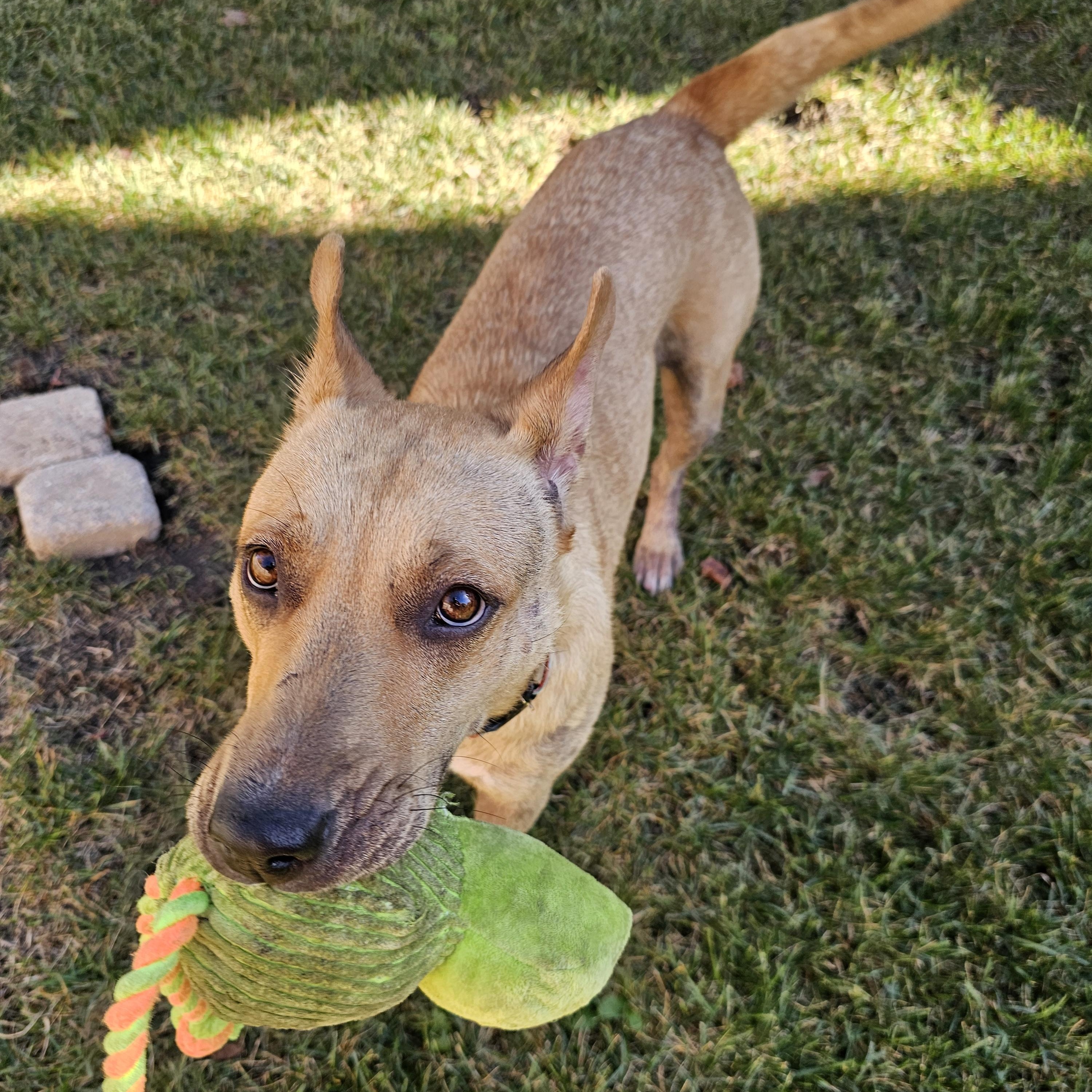 Ginny, Adoptable, Young Female Shepherd & Retriever.
