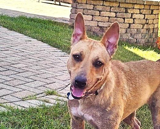 Ginny, Adoptable, Young Female Shepherd & Retriever.