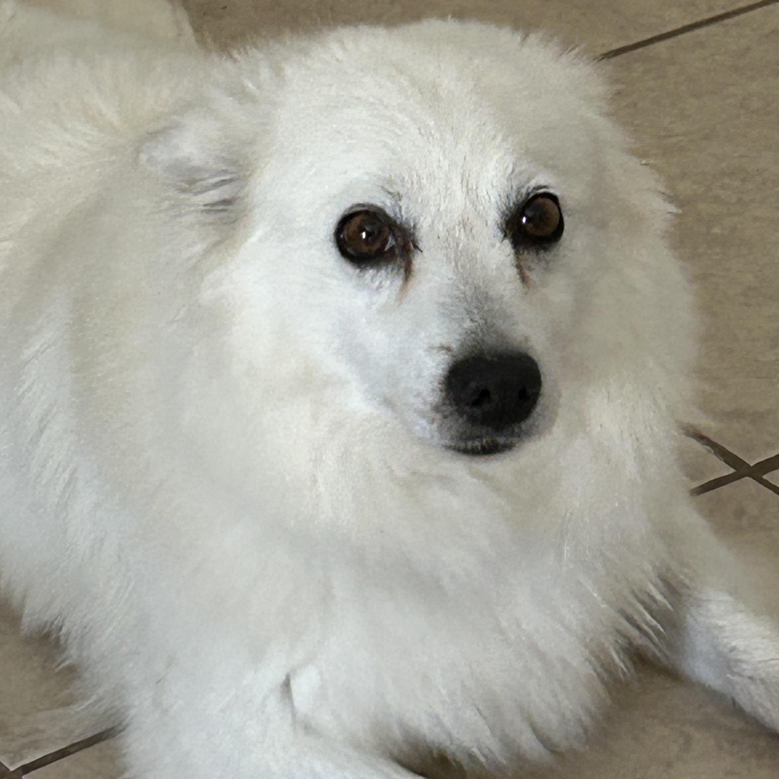 Enlarge Leah, a ADOPTABLE American Eskimo Dog in Houston, TX image 1/3