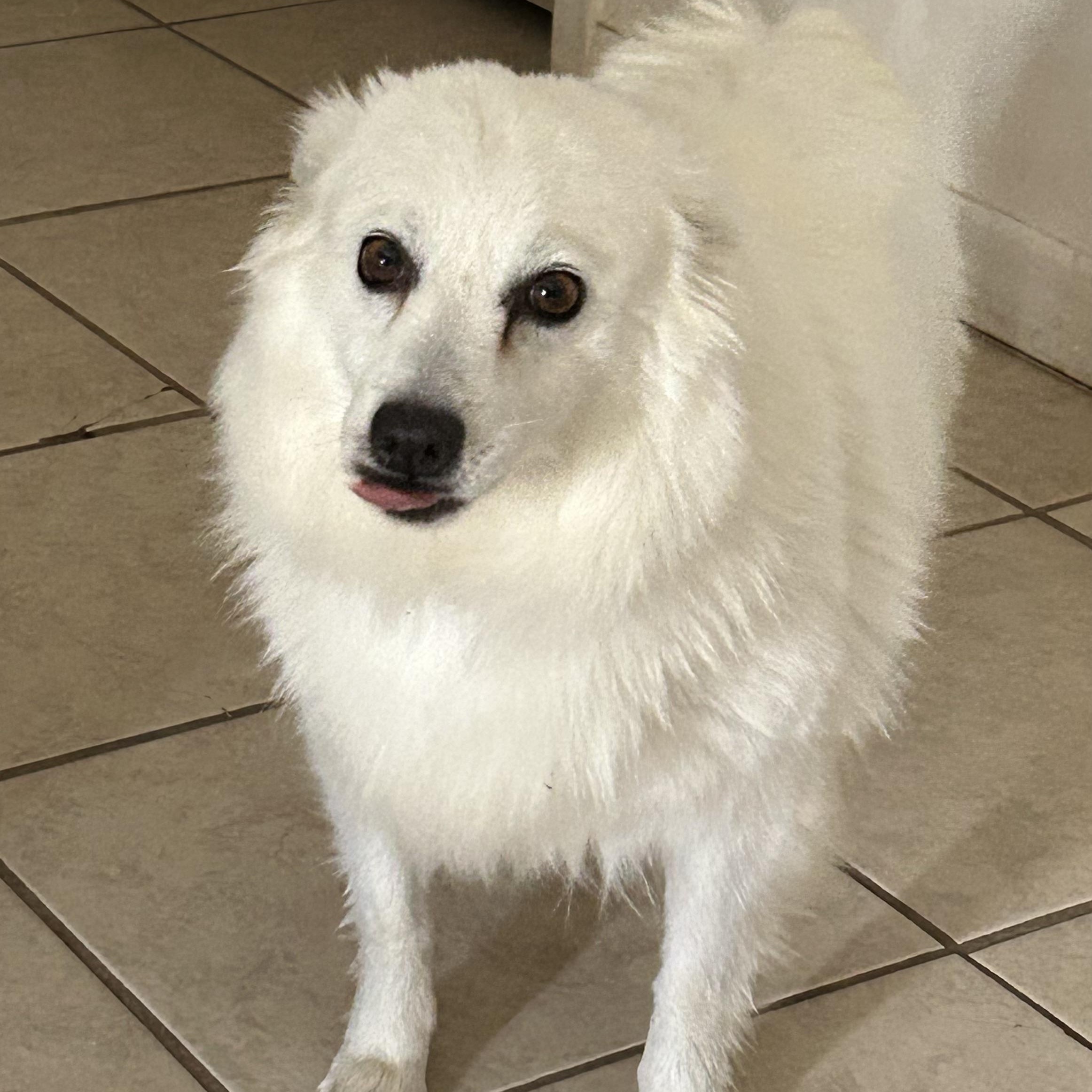 Enlarge Leah, a ADOPTABLE American Eskimo Dog in Houston, TX image 3/3