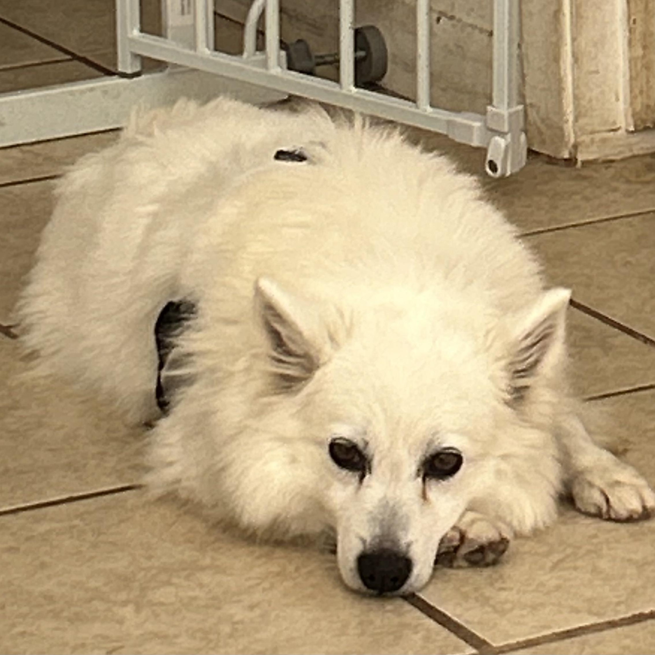 Enlarge Leah, a ADOPTABLE American Eskimo Dog in Houston, TX image 2/3