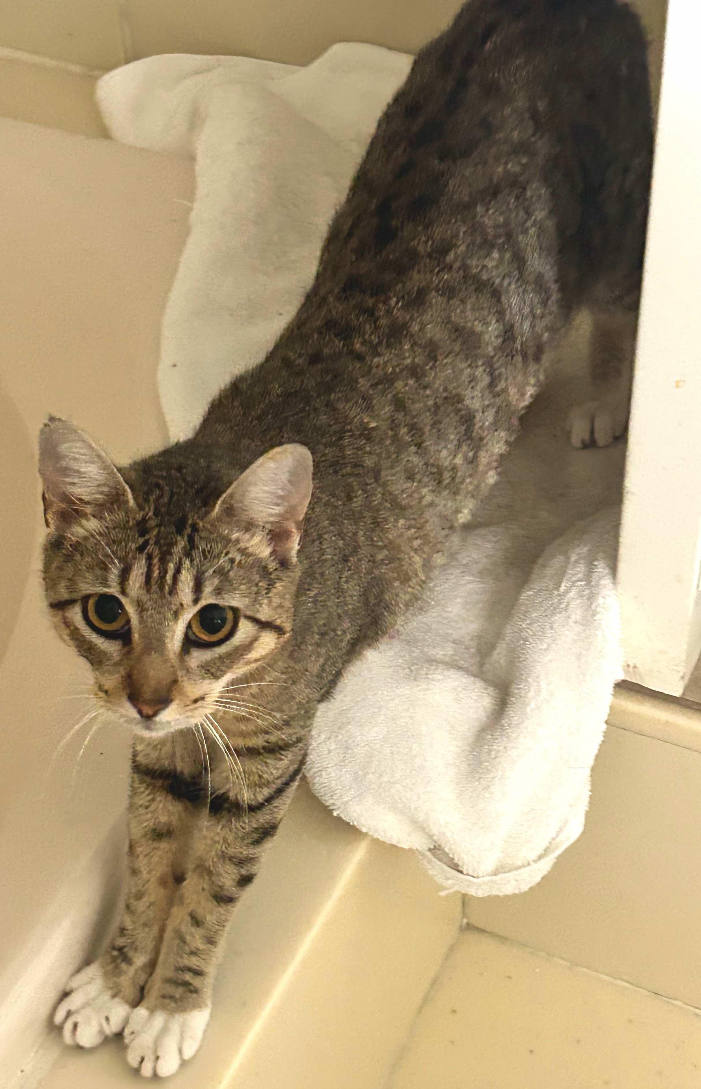 Enlarge Sue Ellen, an adopted Tabby in Houston, TX image 4/5