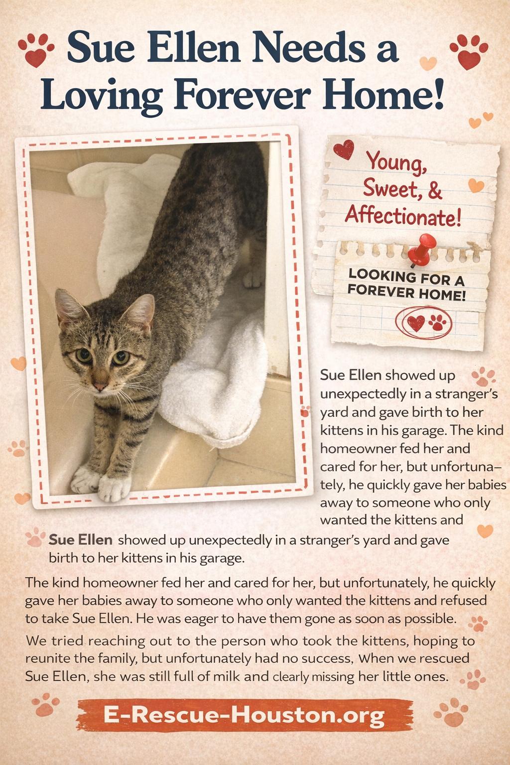 Enlarge Sue Ellen, an adopted Tabby in Houston, TX image 5/5