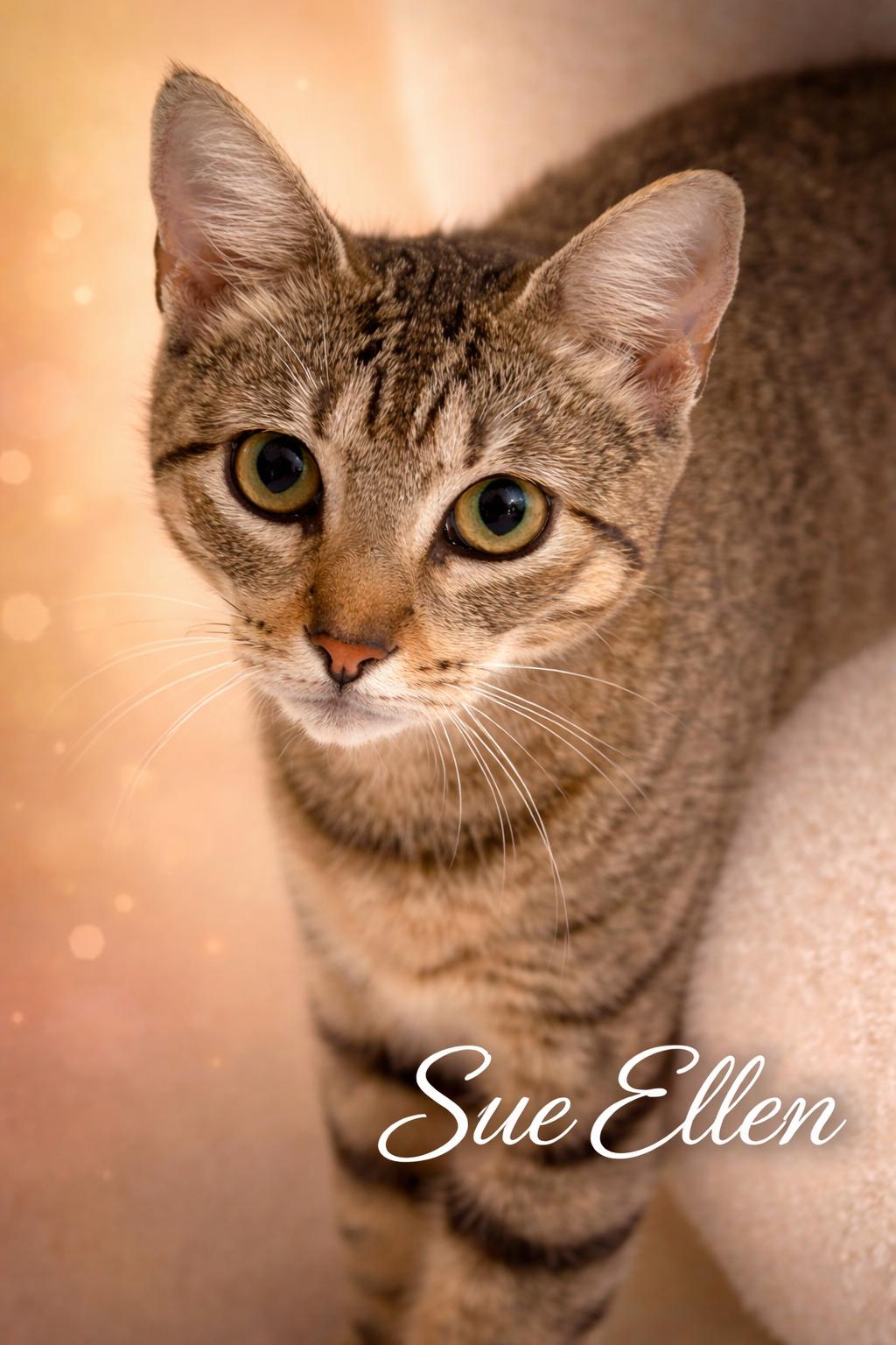 Sue Ellen, adopted, Young Female Tabby.