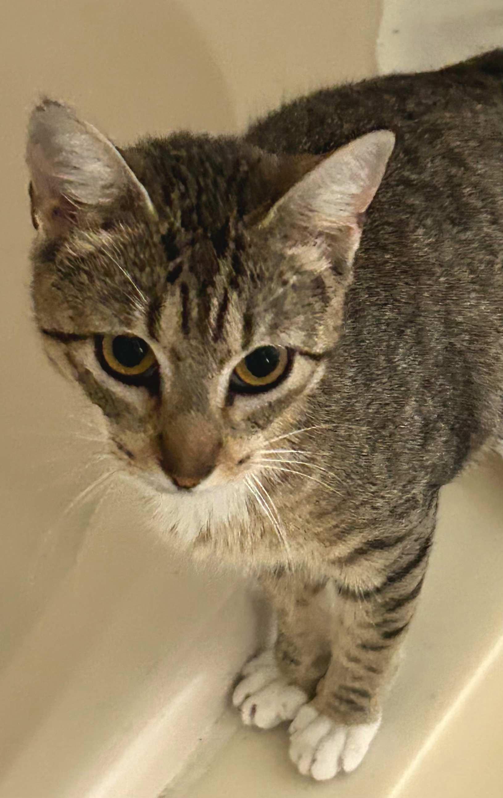 Enlarge Sue Ellen, an adopted Tabby in Houston, TX image 3/5