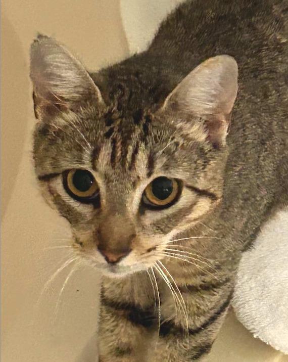 Enlarge Sue Ellen, an adopted Tabby in Houston, TX image 2/5