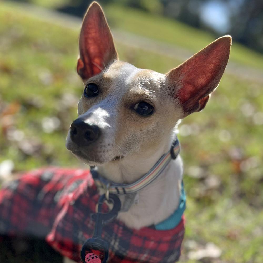Toto, Adoptable, Young Female Chihuahua.