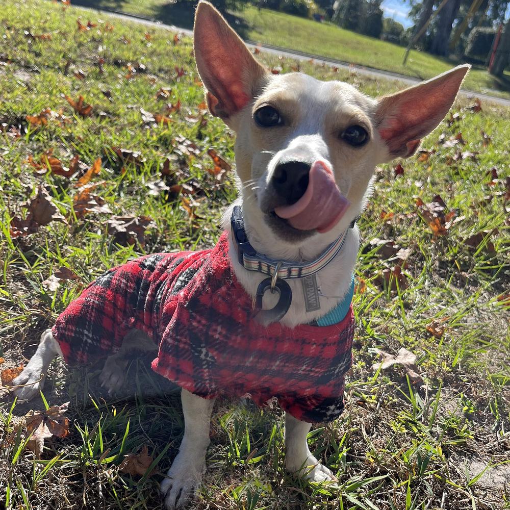 Enlarge Toto, a Adoptable Chihuahua in Orlando, FL image 2/5