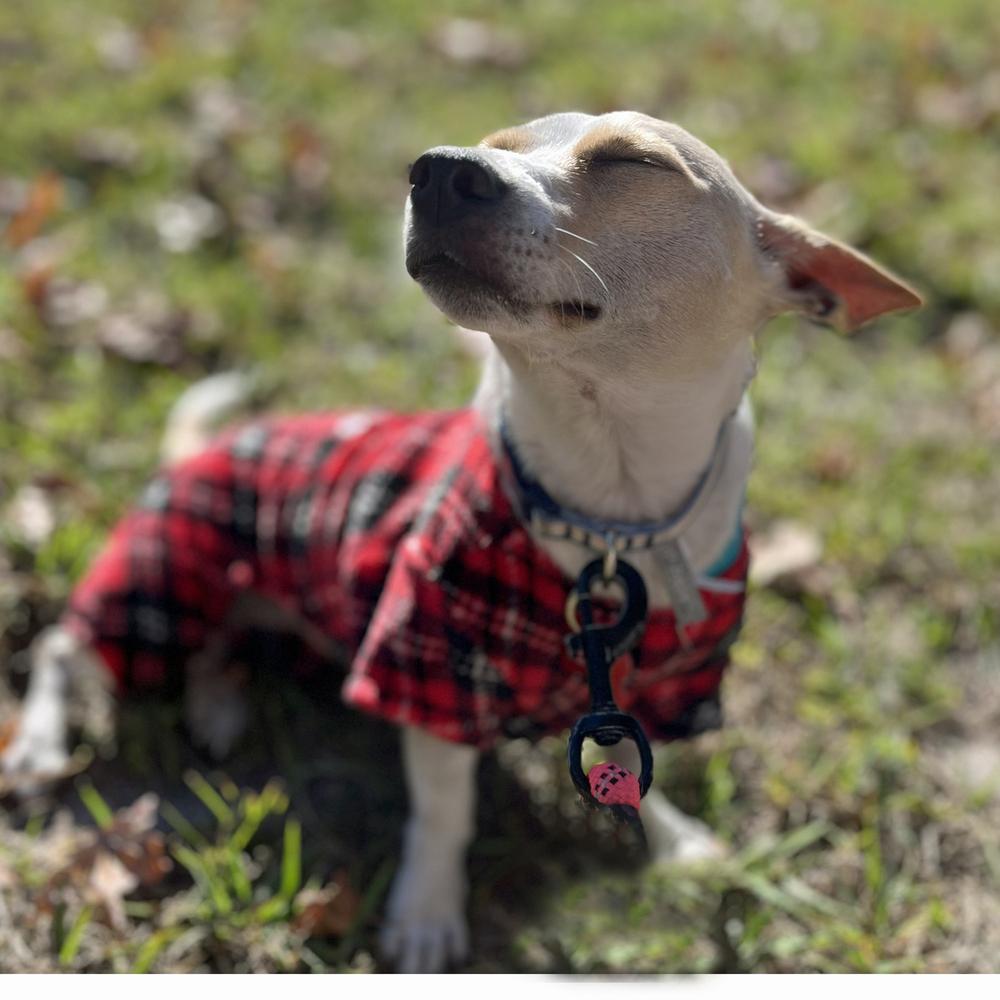 Enlarge Toto, a Adoptable Chihuahua in Orlando, FL image 4/5