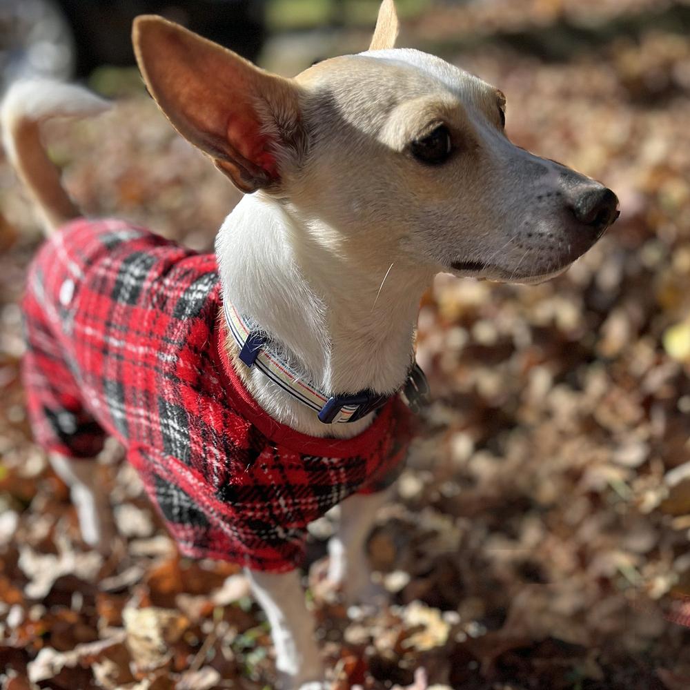 Enlarge Toto, a Adoptable Chihuahua in Orlando, FL image 5/5