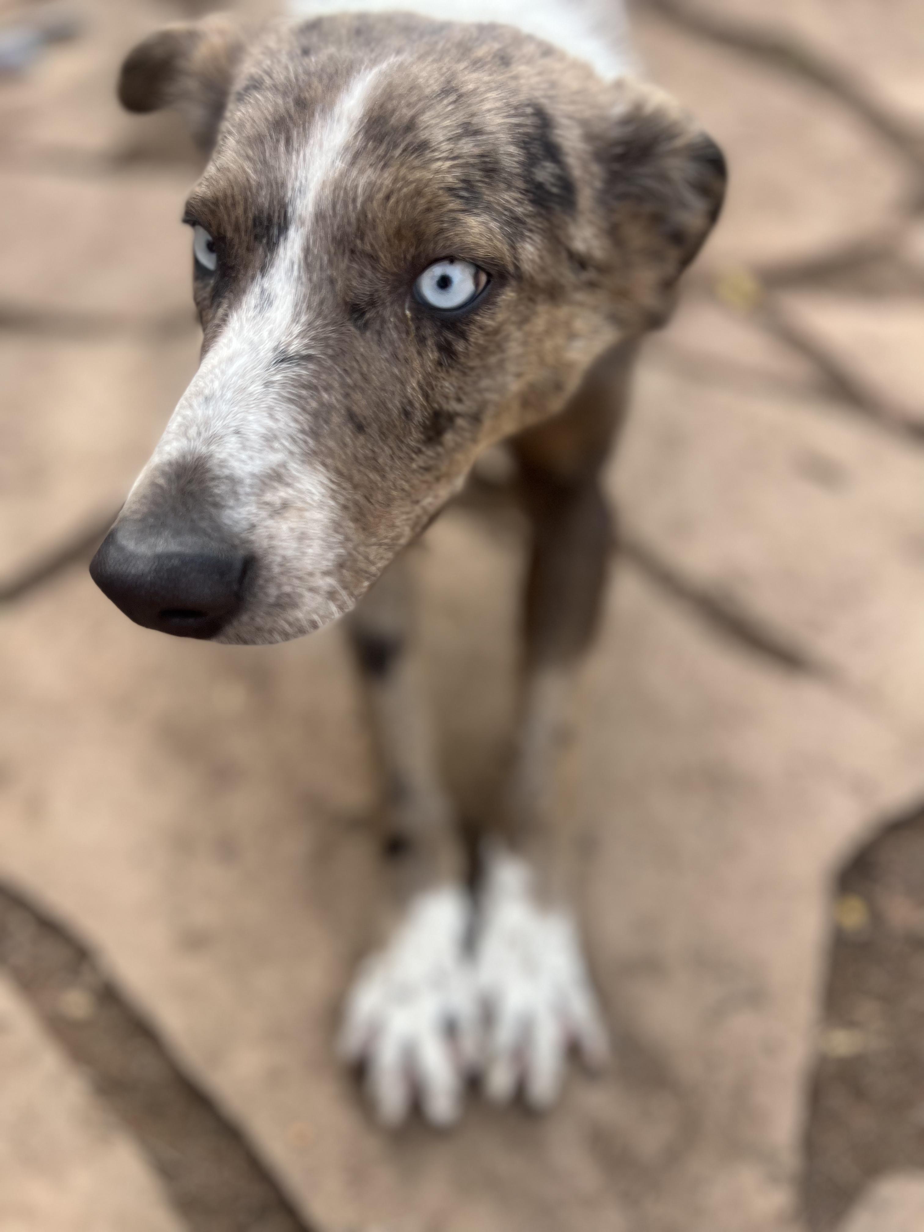 Oliver, an adoptable mixed breed in Fort Collins, CO image 4/6