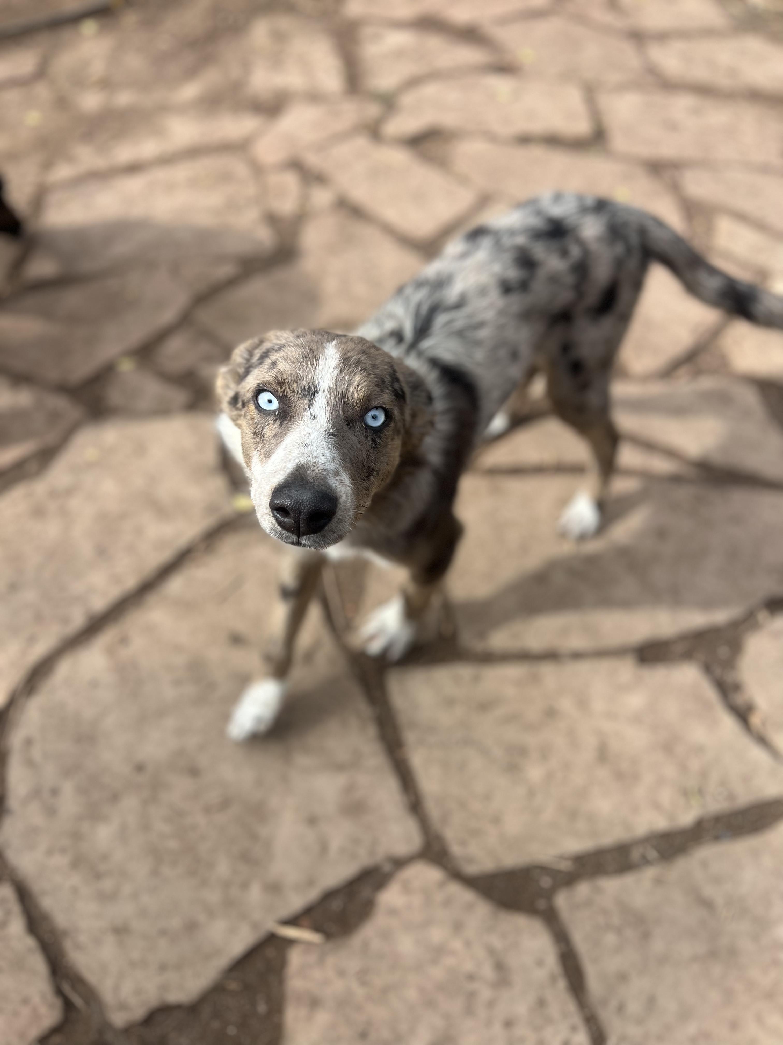 Oliver, an adoptable mixed breed in Fort Collins, CO image 2/6