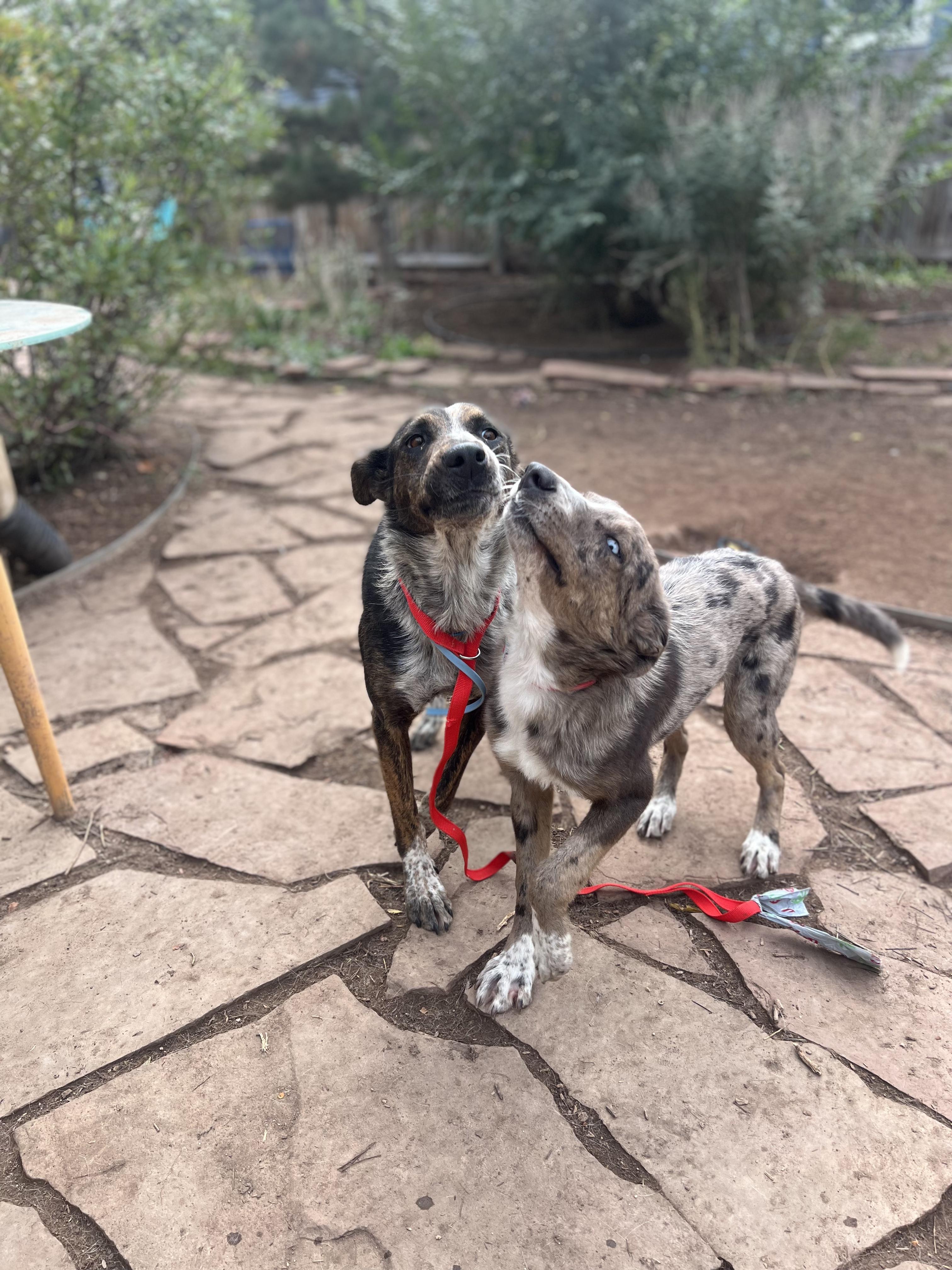 Oliver, an adoptable mixed breed in Fort Collins, CO image 3/6