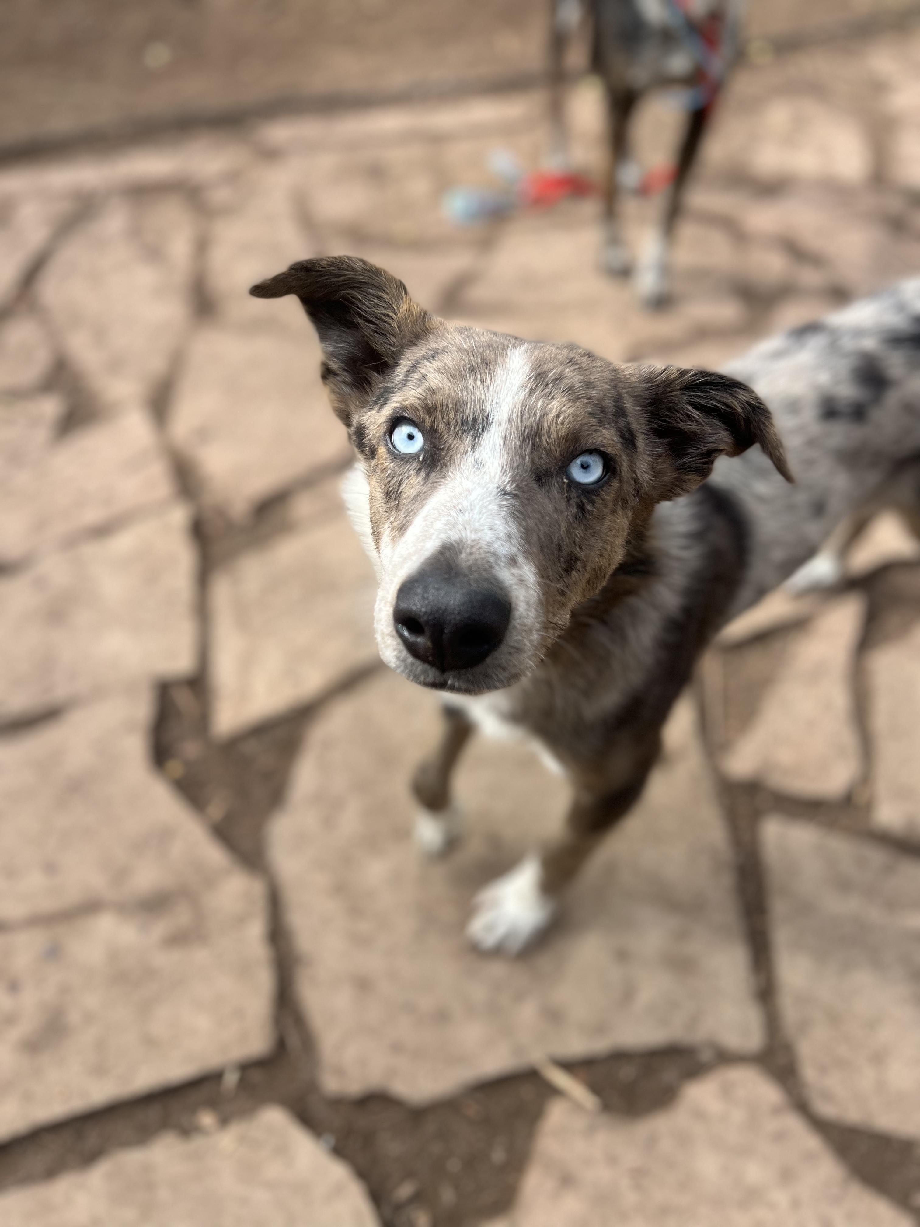 Oliver, adoptable, Young Male Border Collie & Australian Cattle Dog / Blue Heeler.