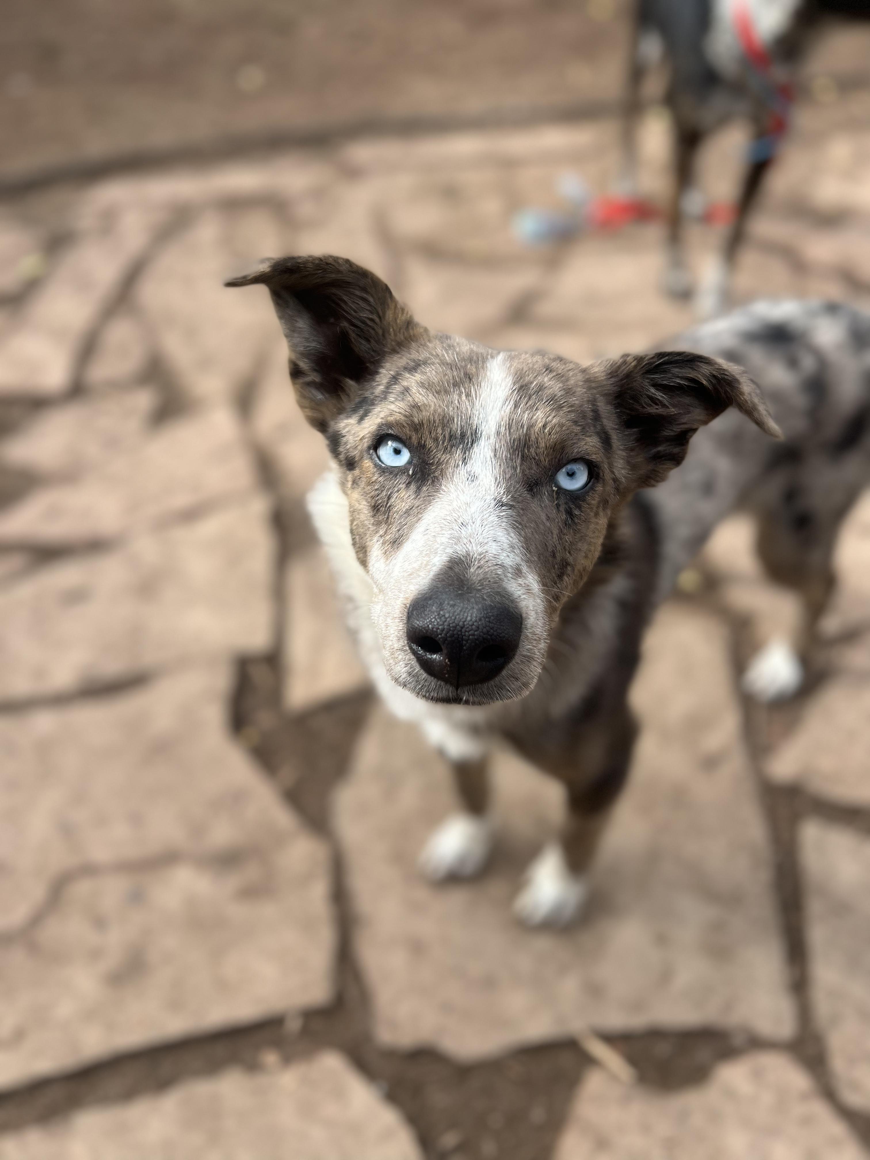 Oliver, an adoptable mixed breed in Fort Collins, CO image 5/6